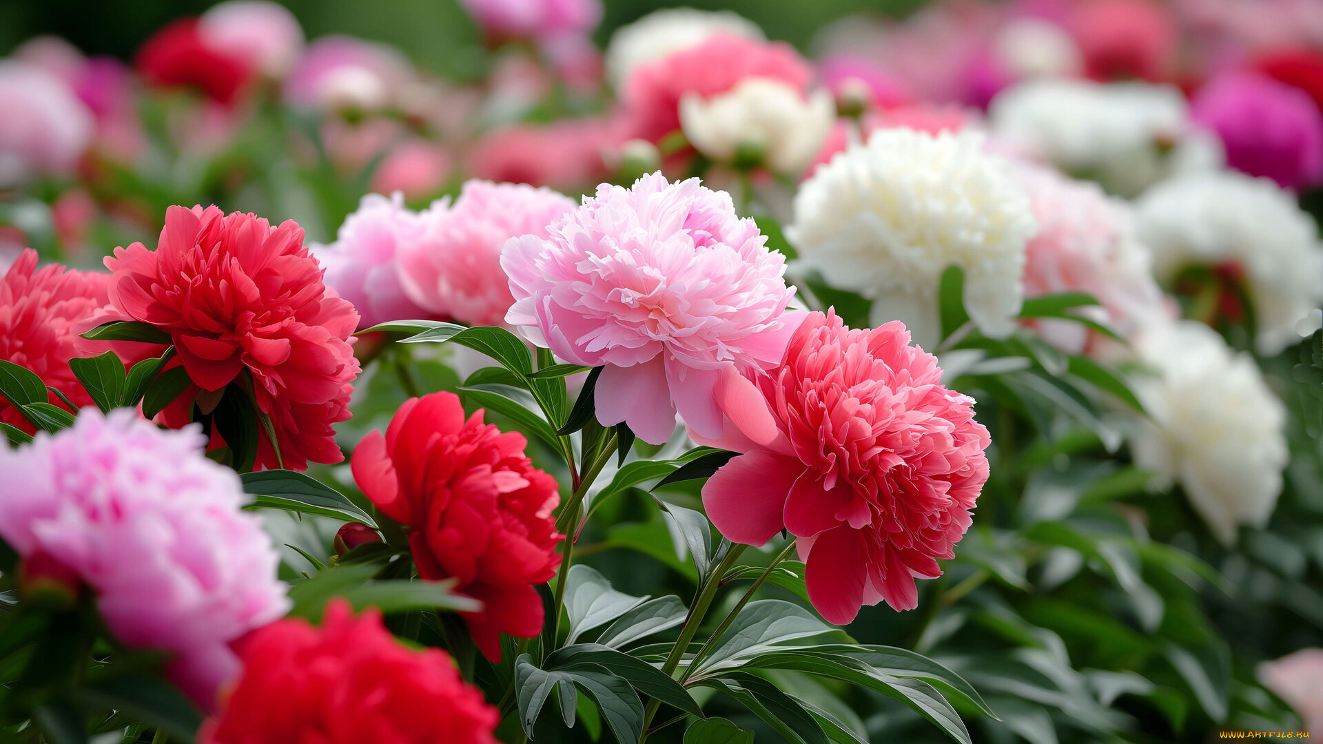 3д, графика, цветы, , flowers, розовые, красные, пионы