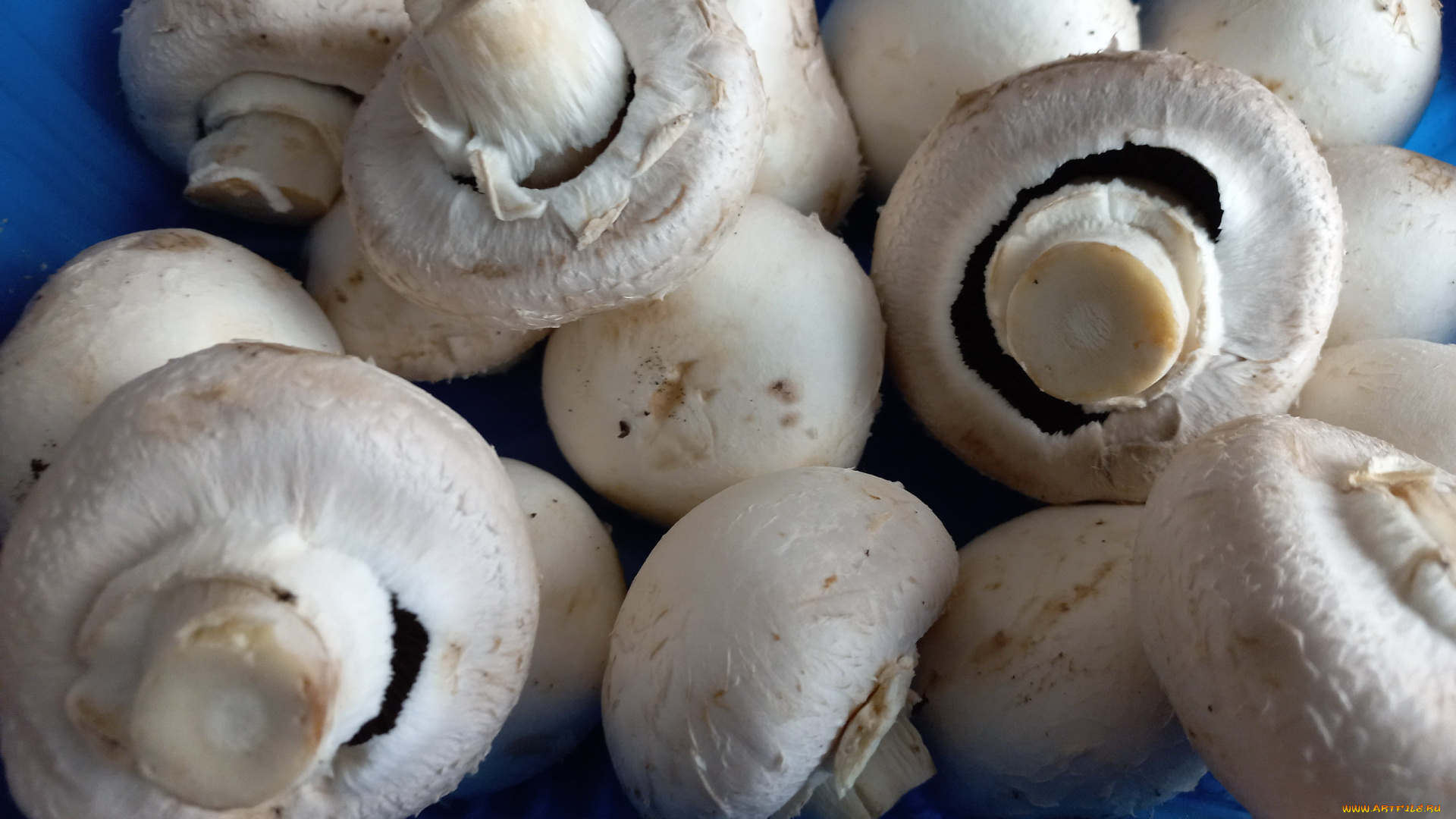 еда, грибы, , грибные, блюда, шампиньоны