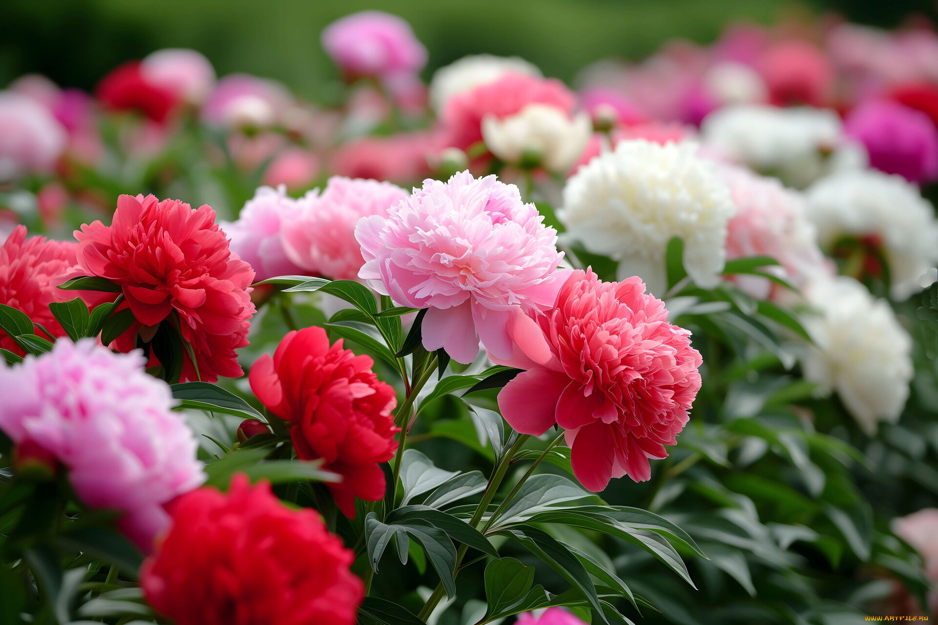 3д, графика, цветы, , flowers, розовые, красные, пионы