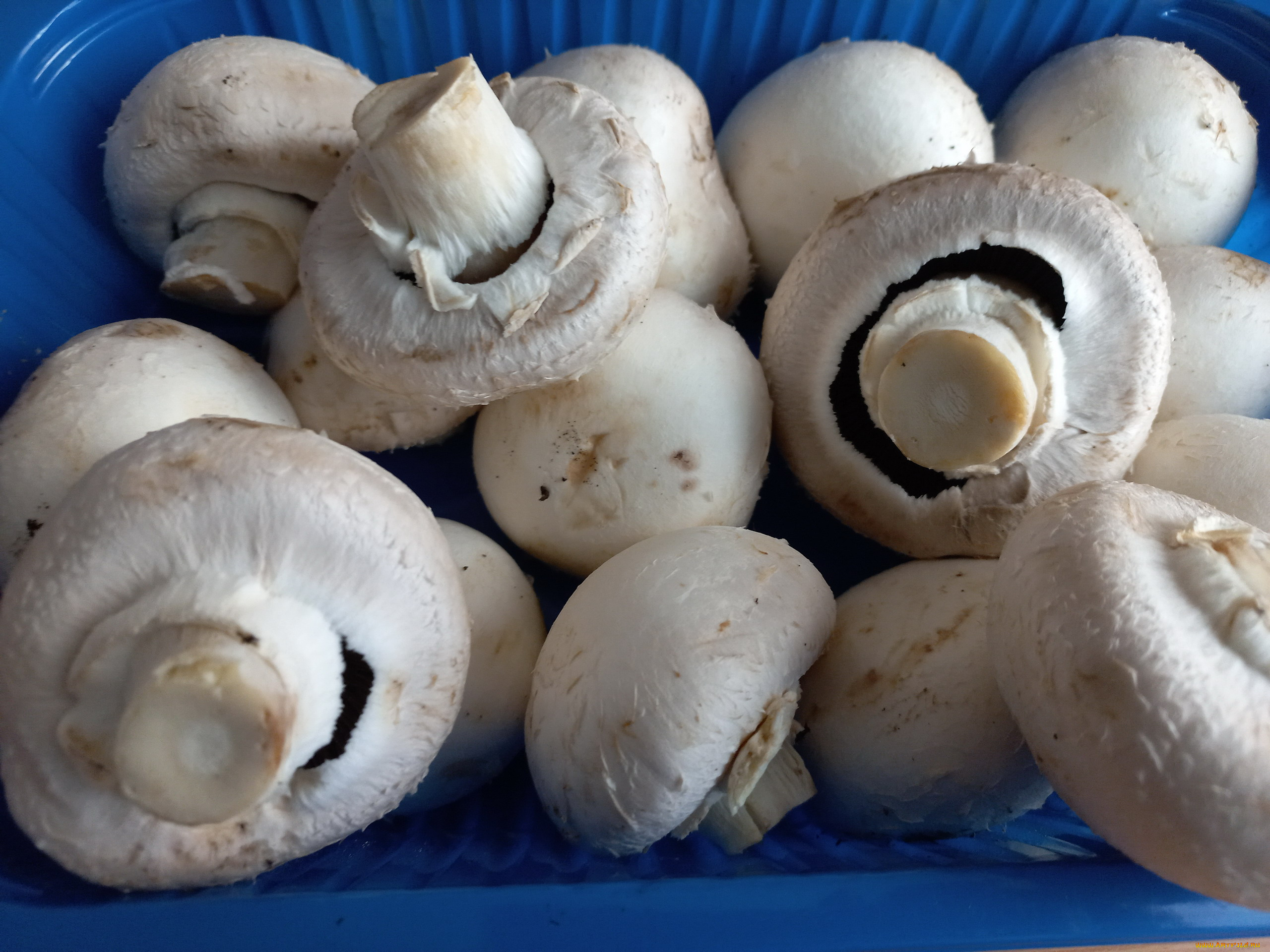 еда, грибы, , грибные, блюда, шампиньоны