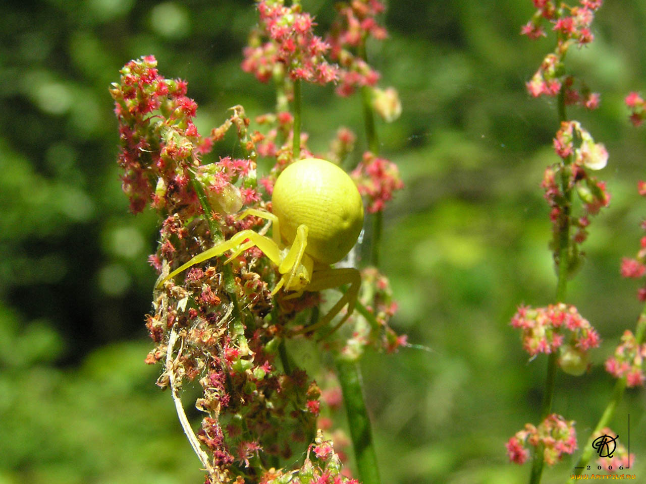 откормленный, жёлтый, паук, животные, пауки