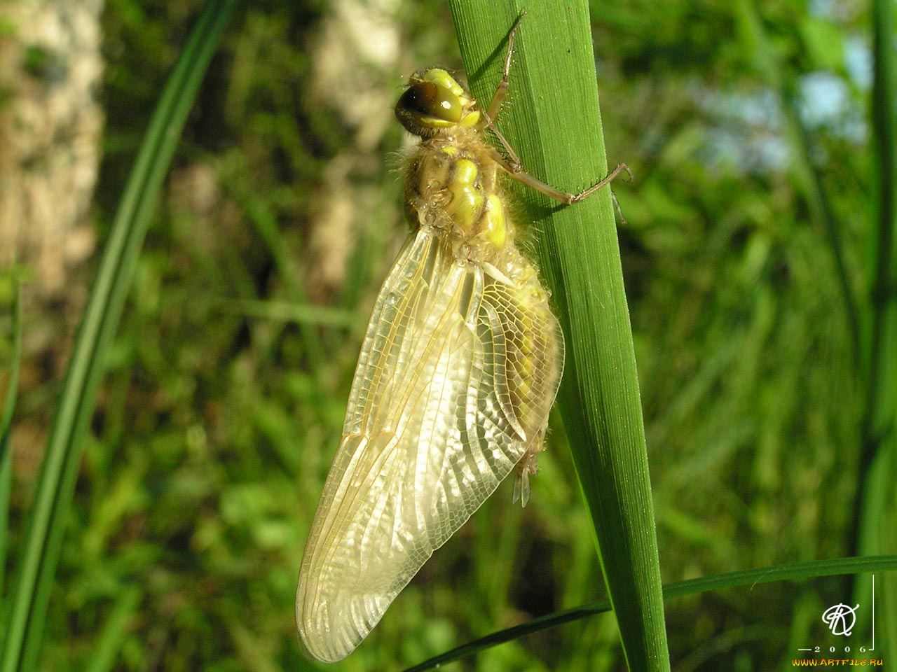вылезло, имаго, стрекозы, животные