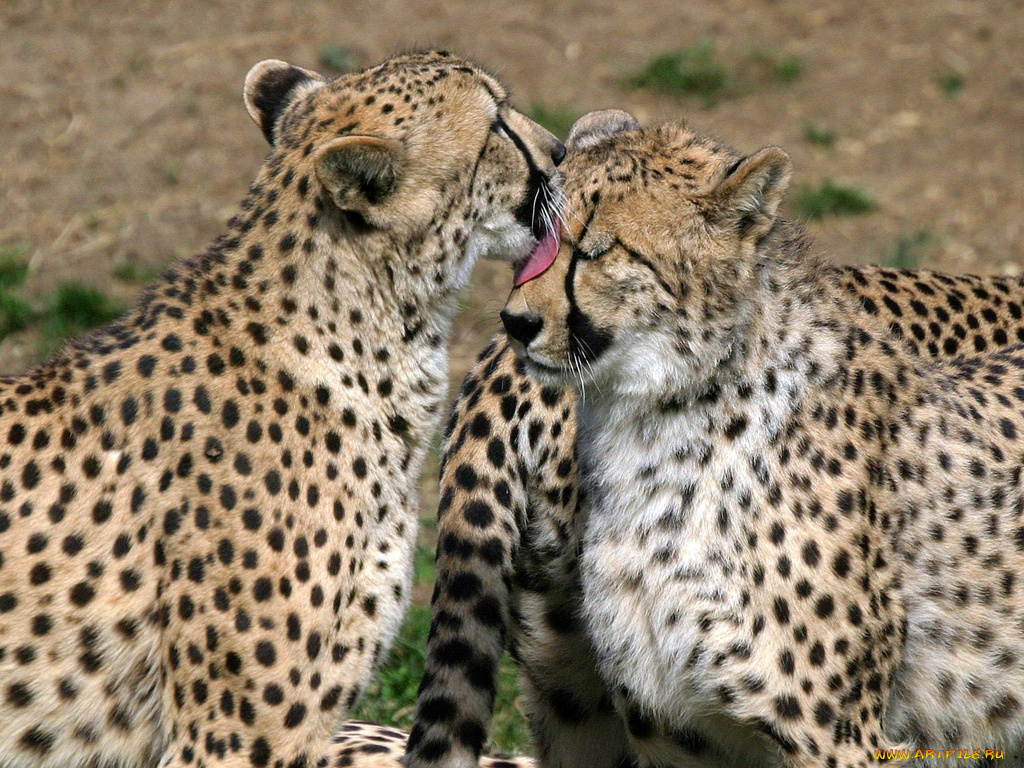 животные, гепарды