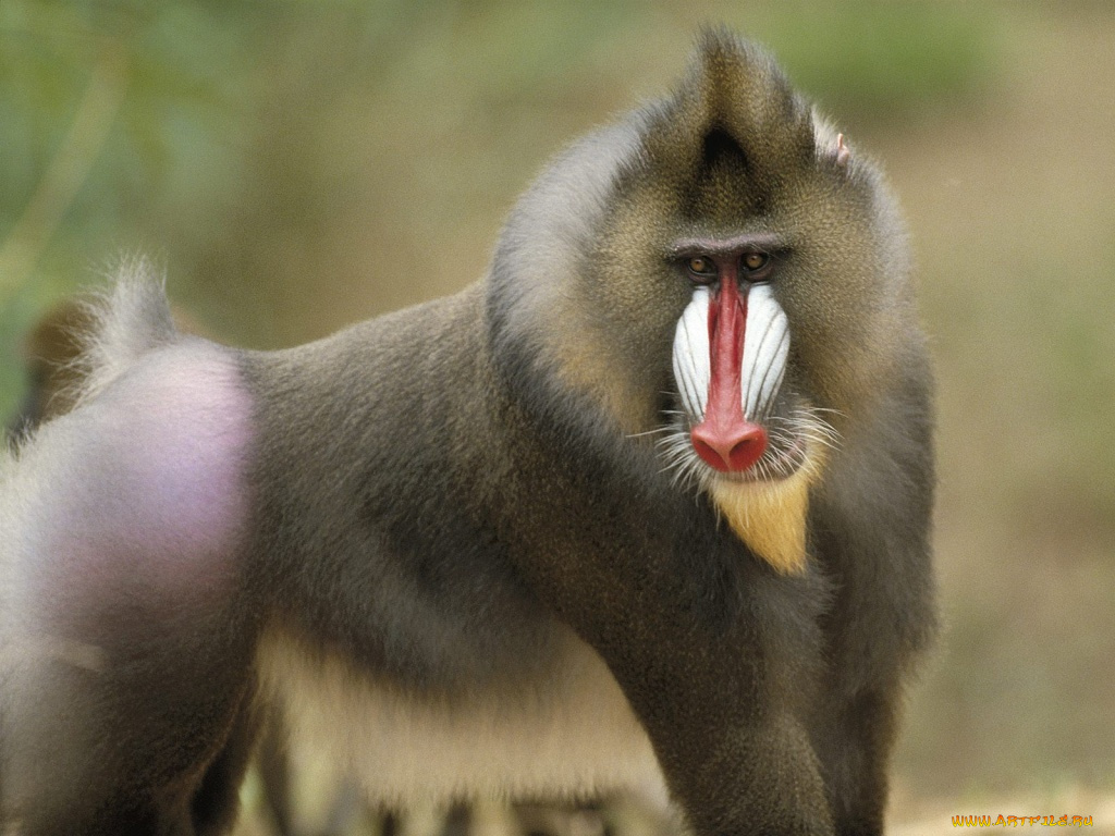 животные, обезьяны