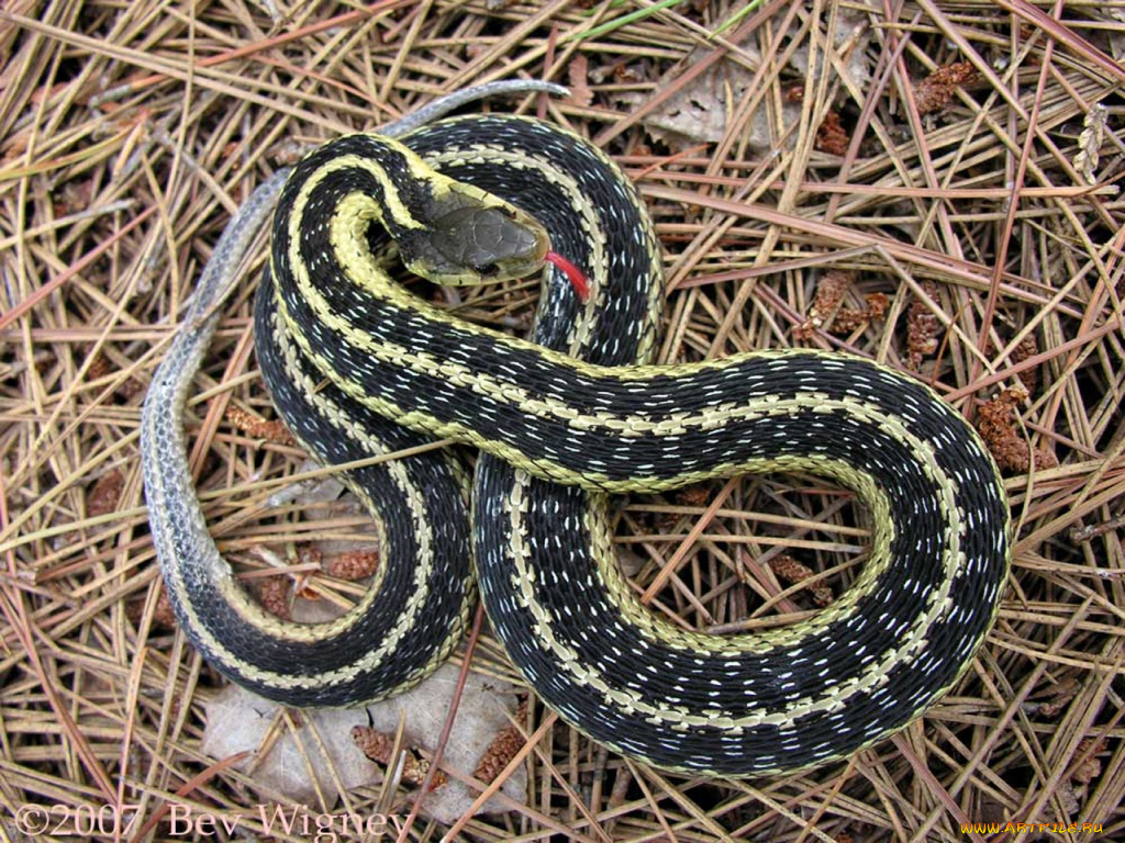 животные, змеи, питоны, кобры