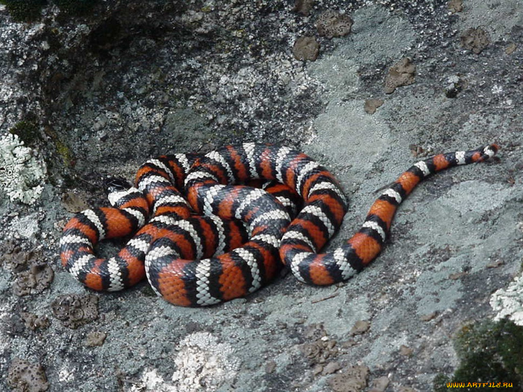 животные, змеи, питоны, кобры