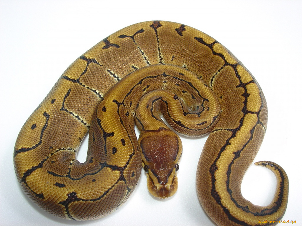 животные, змеи, питоны, кобры