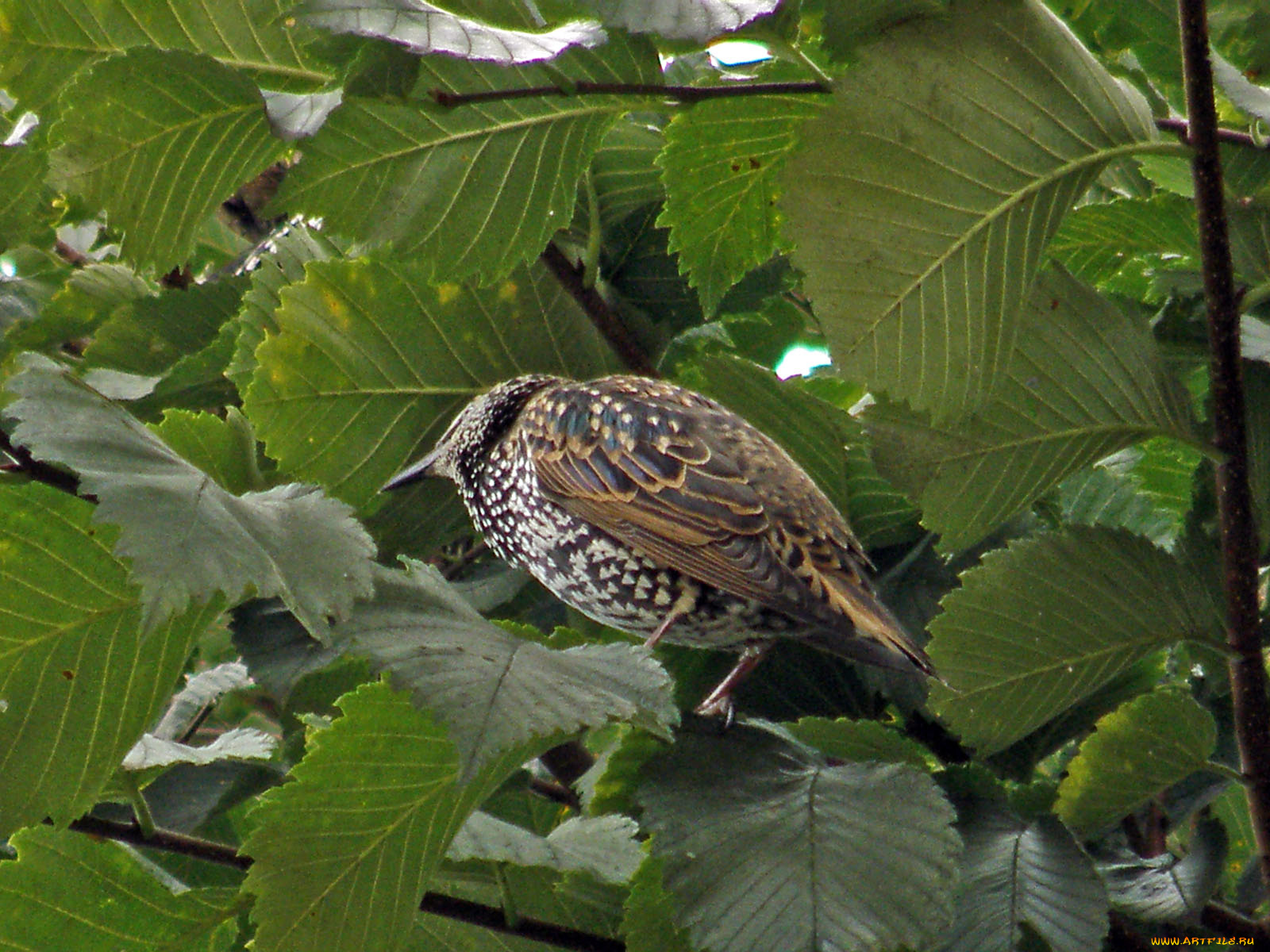 животные, птицы