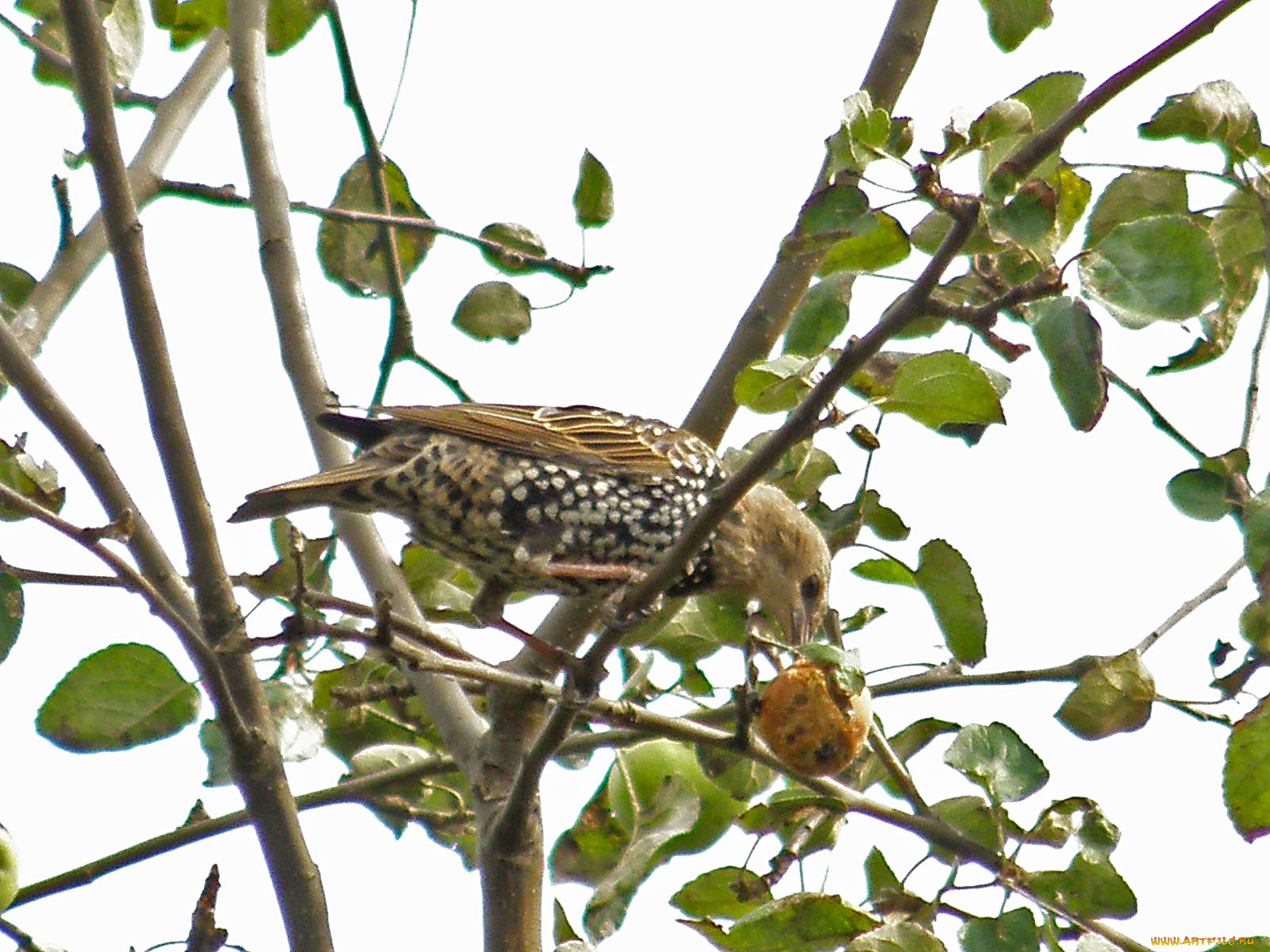 животные, птицы