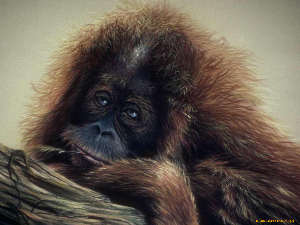 рисованные, животные