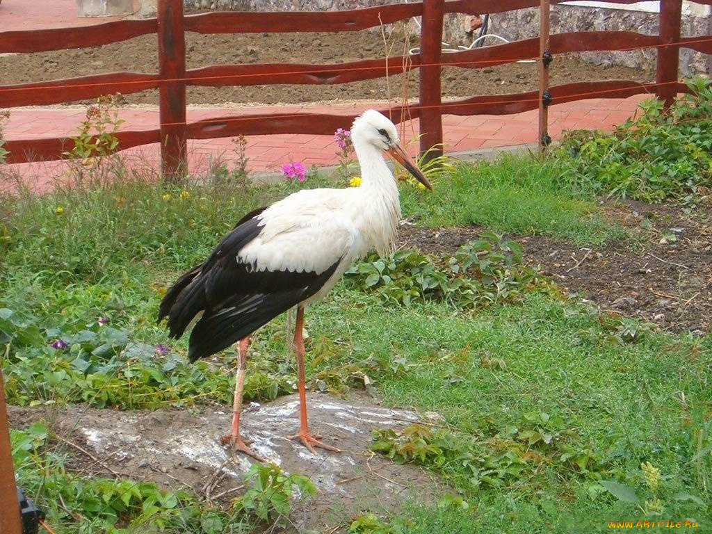 животные, аисты