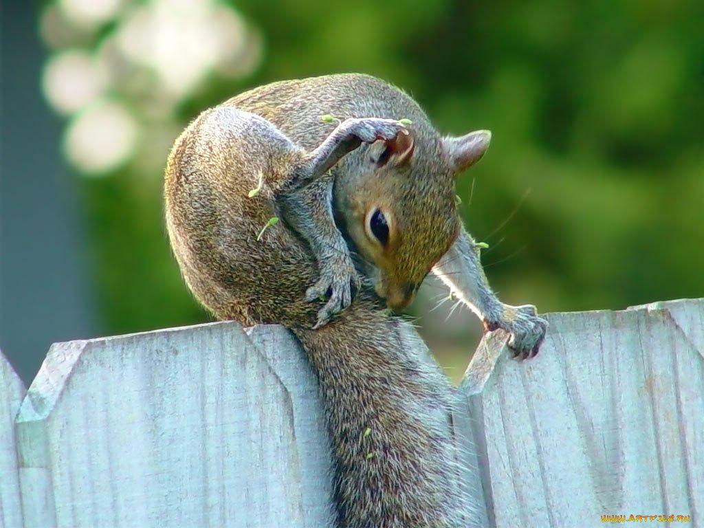 животные, белки