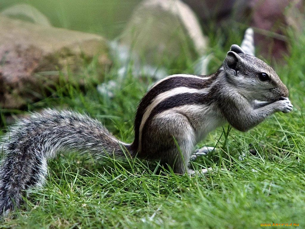животные, бурундуки