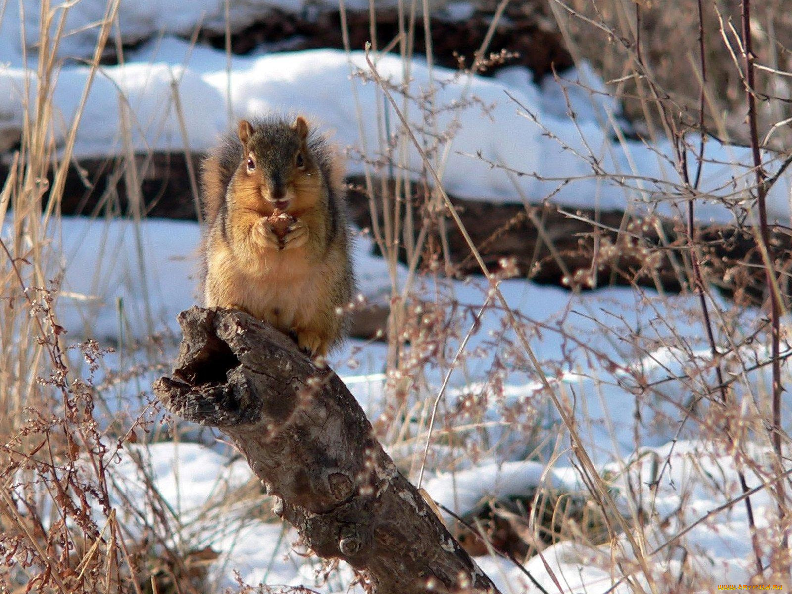 животные, белки