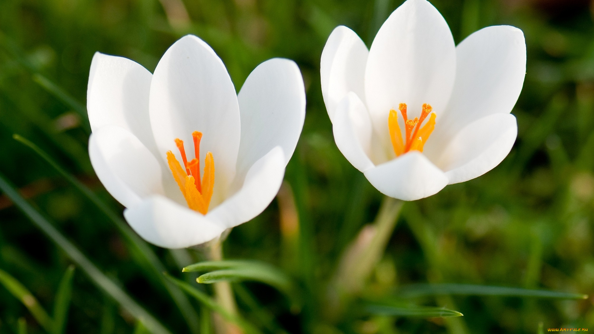 цветы, крокусы, белый