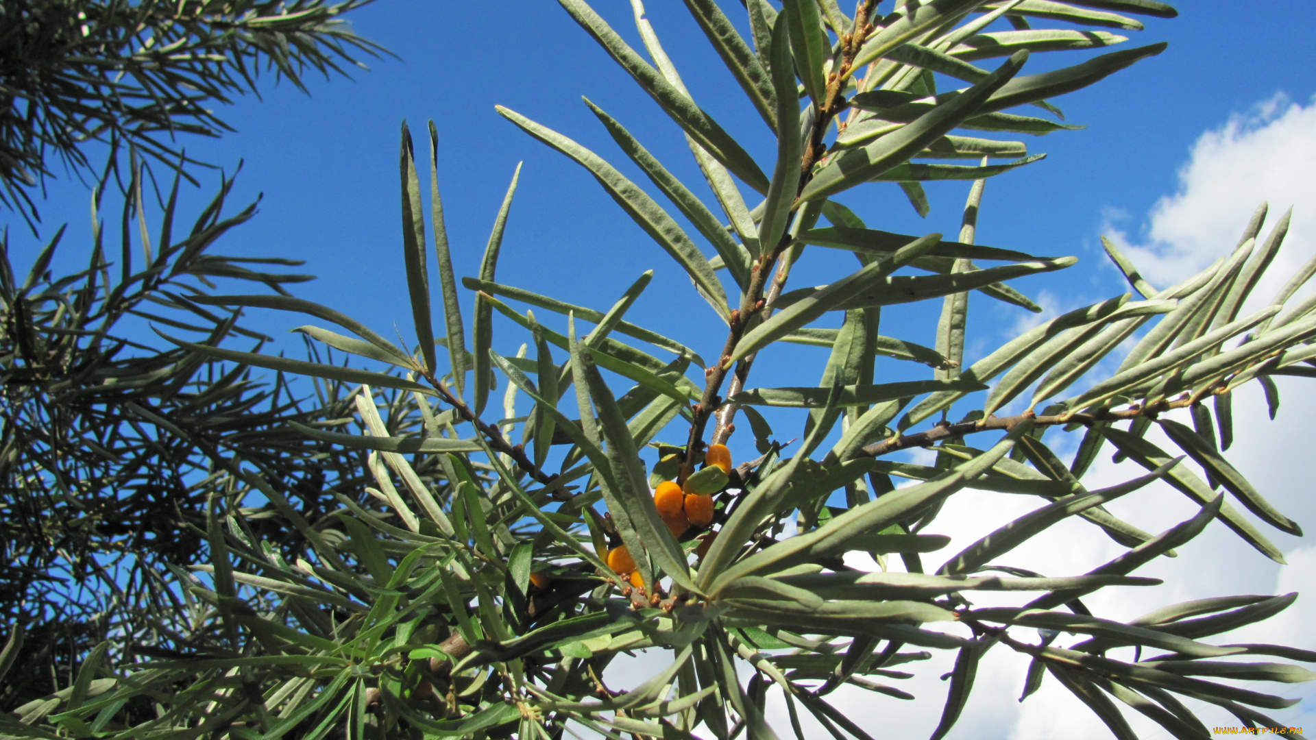 облепиха, природа, Ягоды, ветка, облака, небо