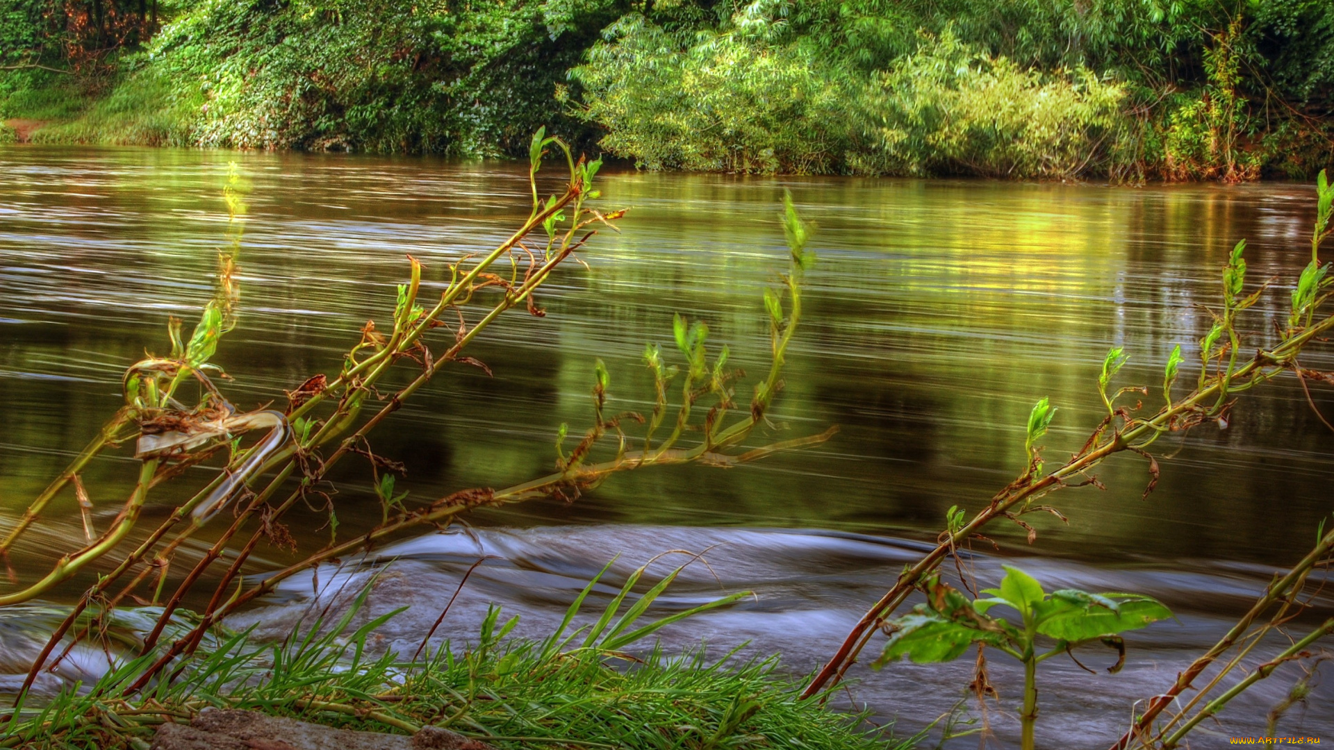 природа, реки, озера, вода, течение, деревья