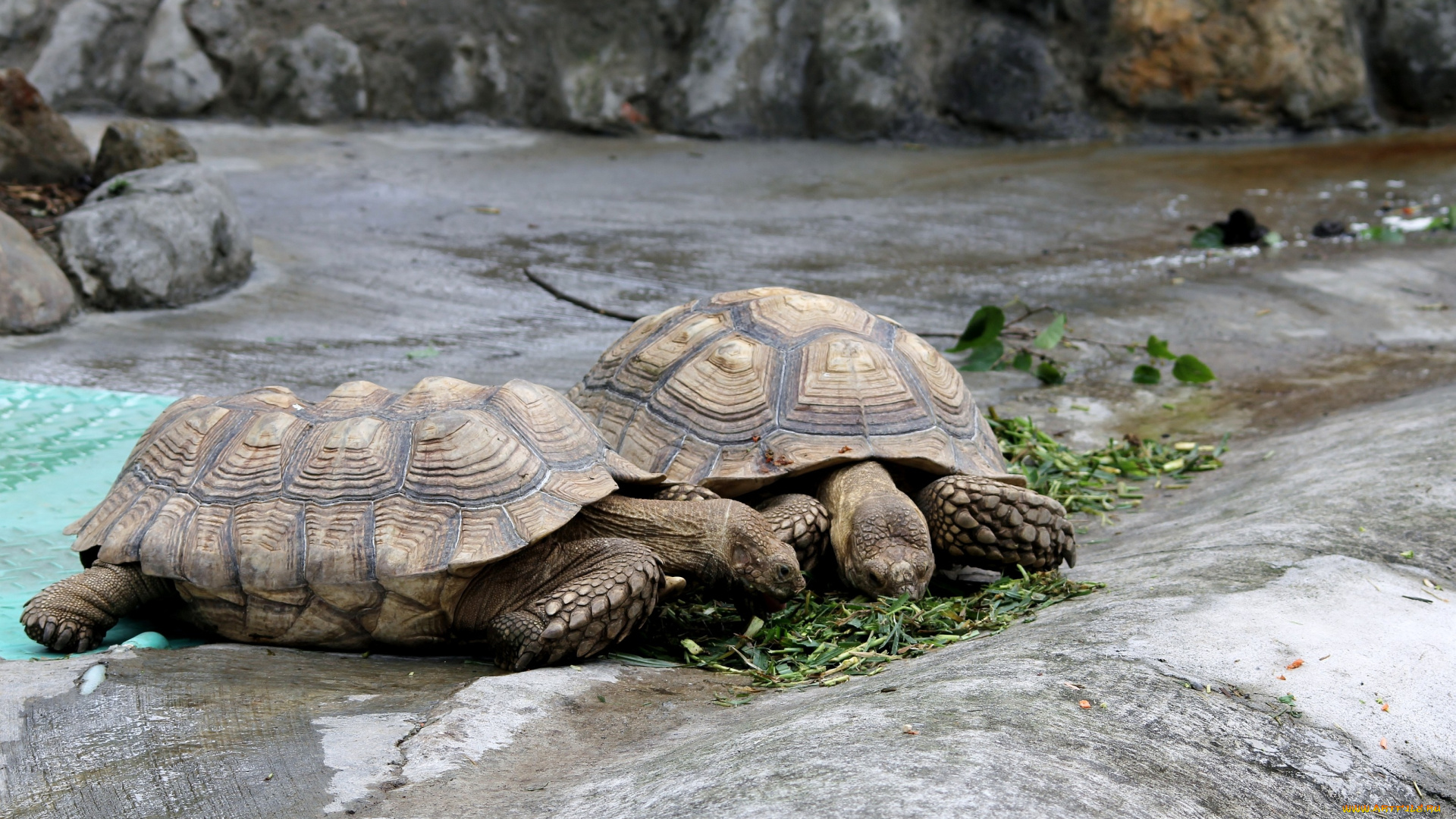 животные, Черепахи, обед, панцирь