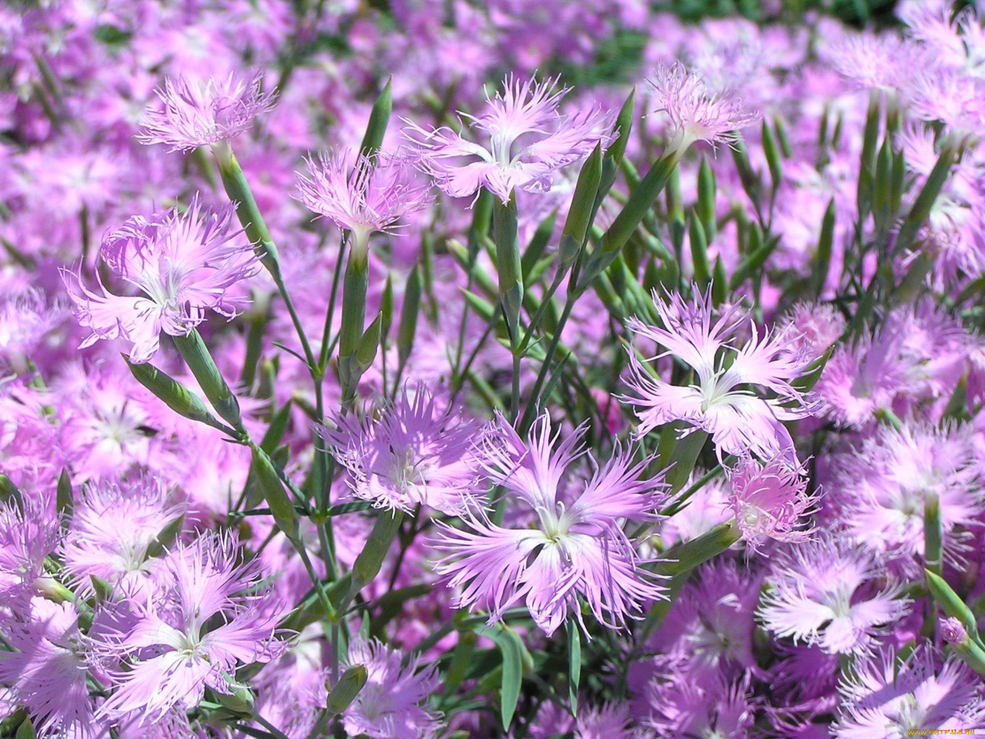 цветы, гвоздики, лепестки, сиреневые, лето