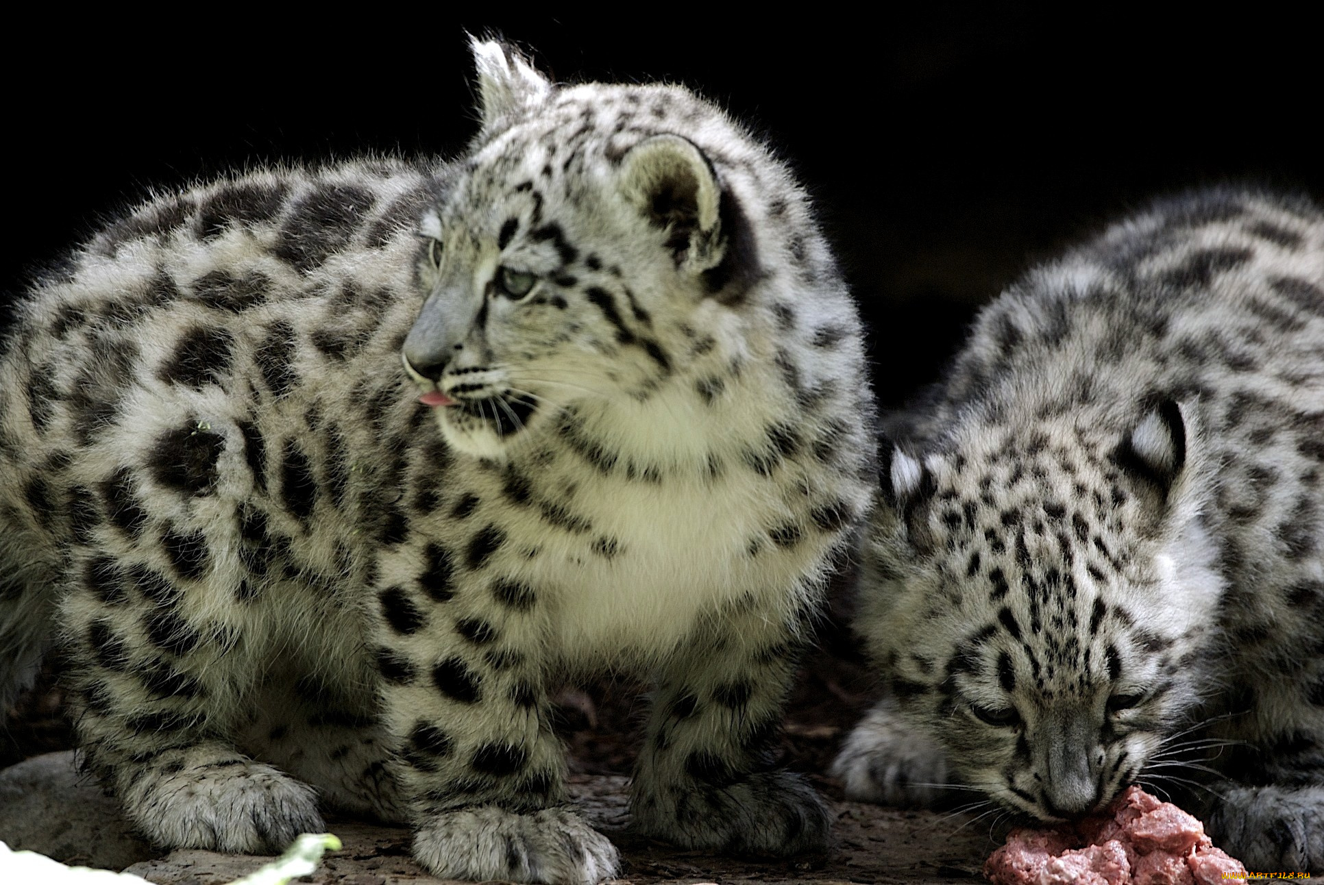 животные, снежный, барс, ирбис, пятнистый, малыши