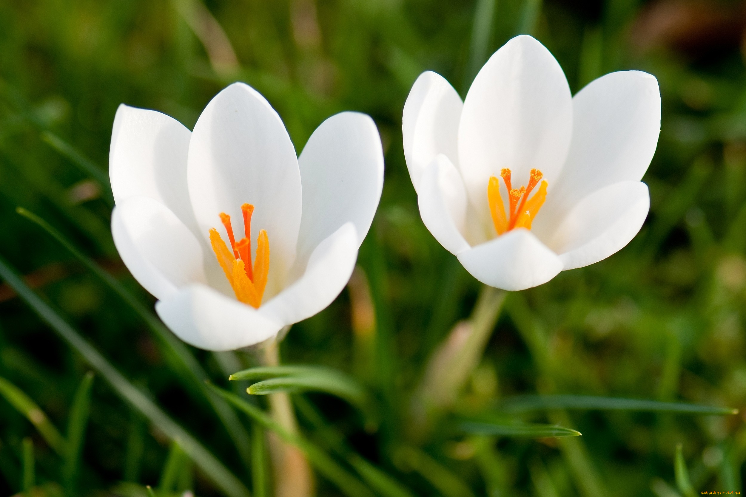 цветы, крокусы, белый