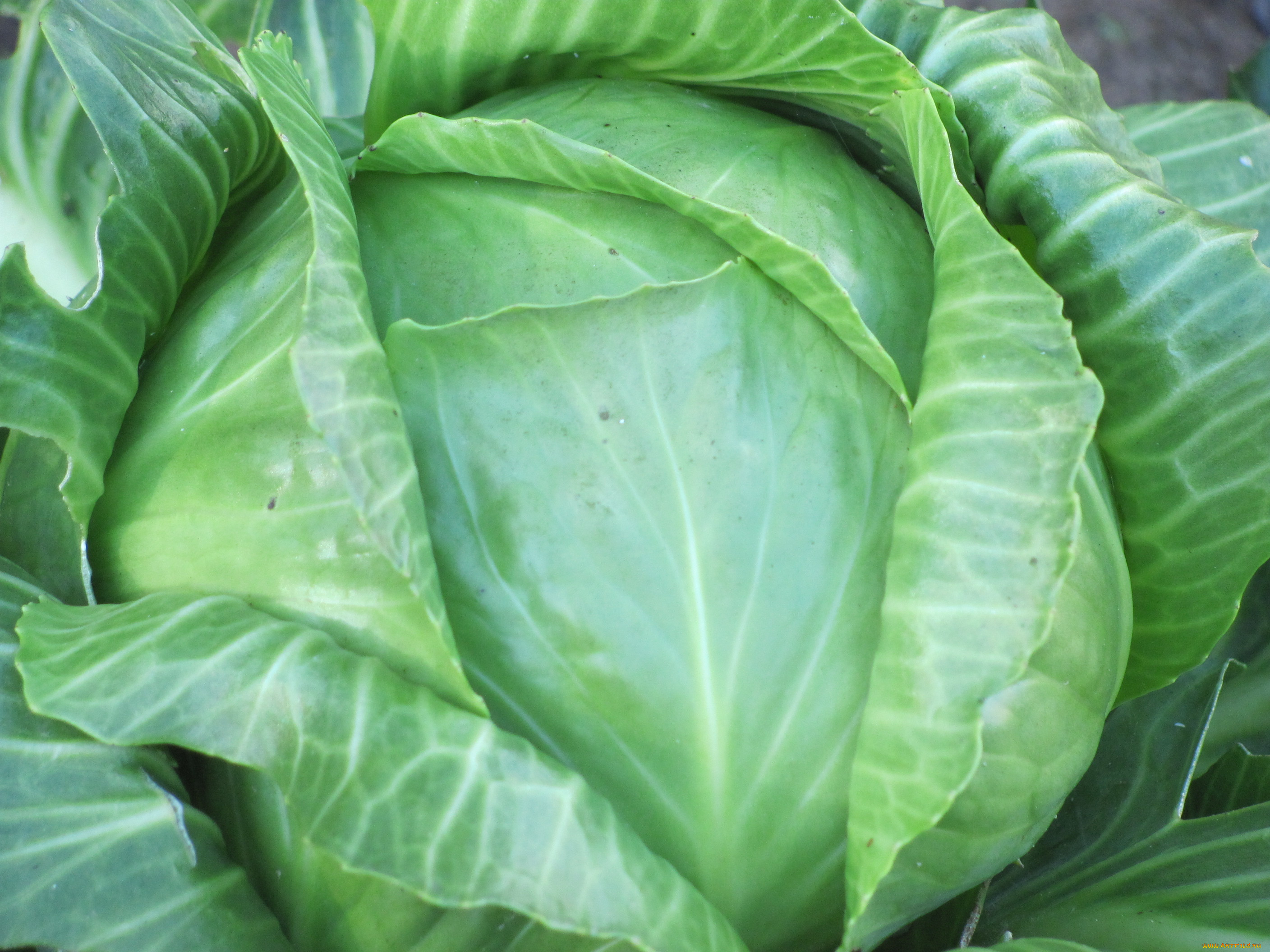 еда, капуста, её, разновидности, большой, зеленый