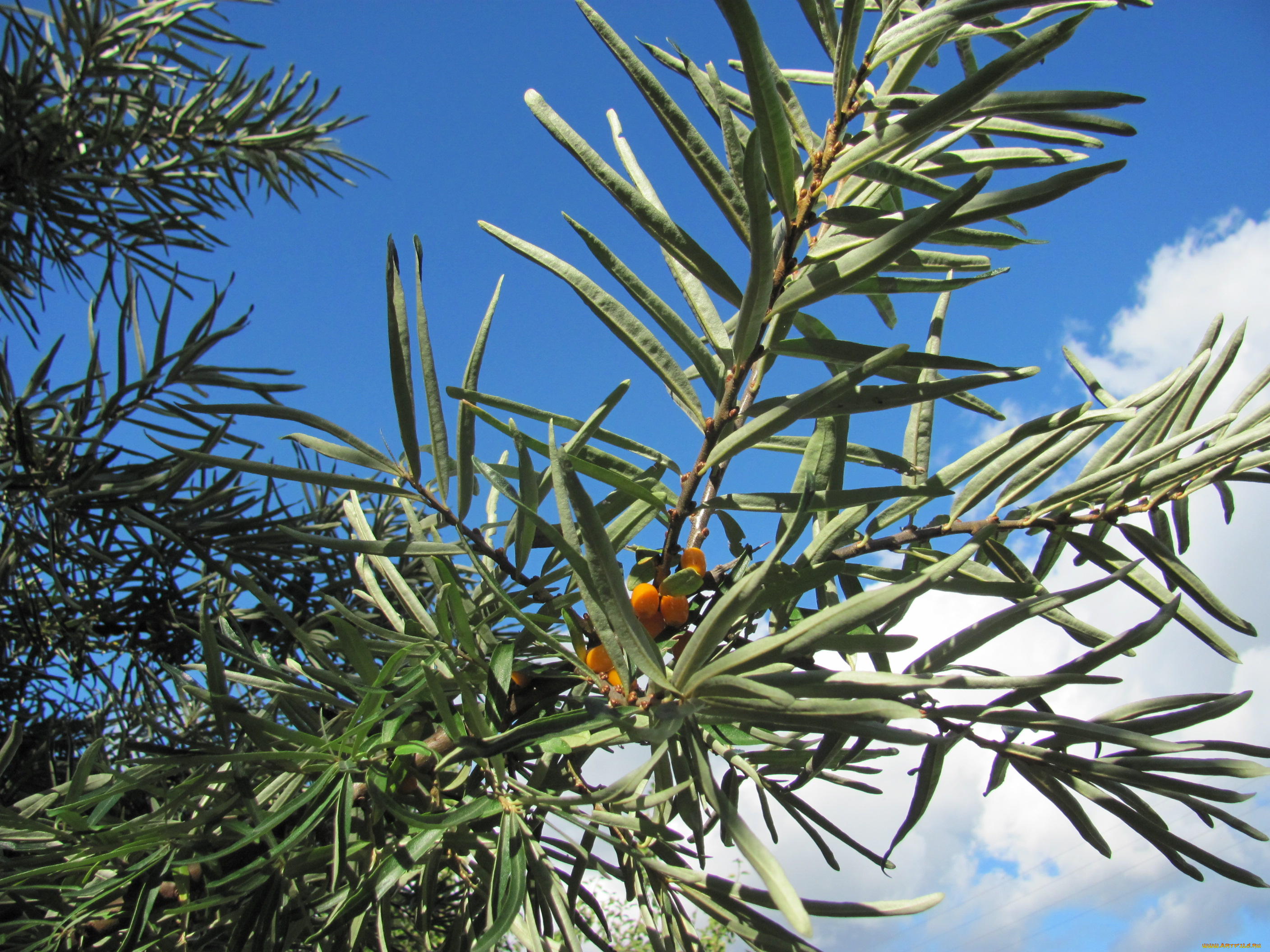 облепиха, природа, Ягоды, ветка, облака, небо