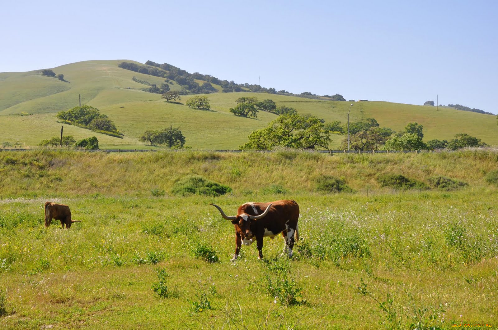 животные, коровы, буйволы, корова