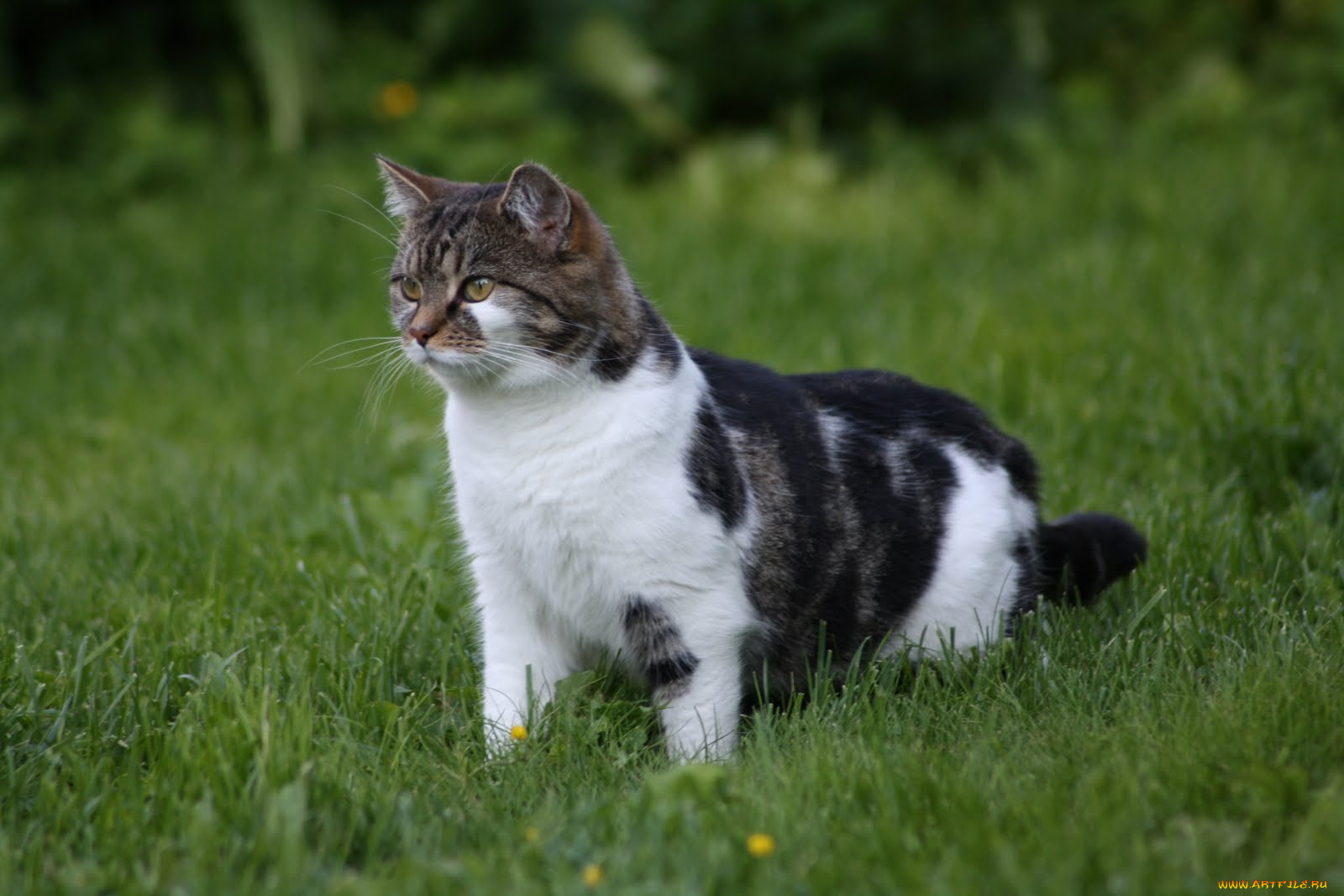 животные, коты, охота