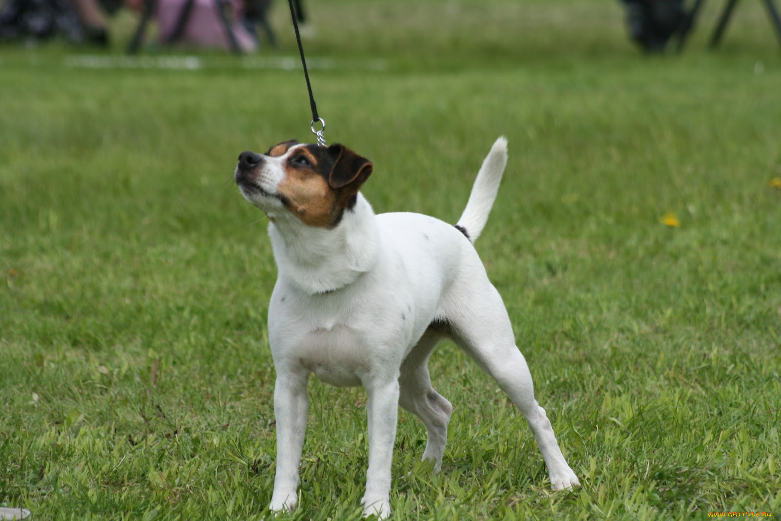 животные, собаки, собока