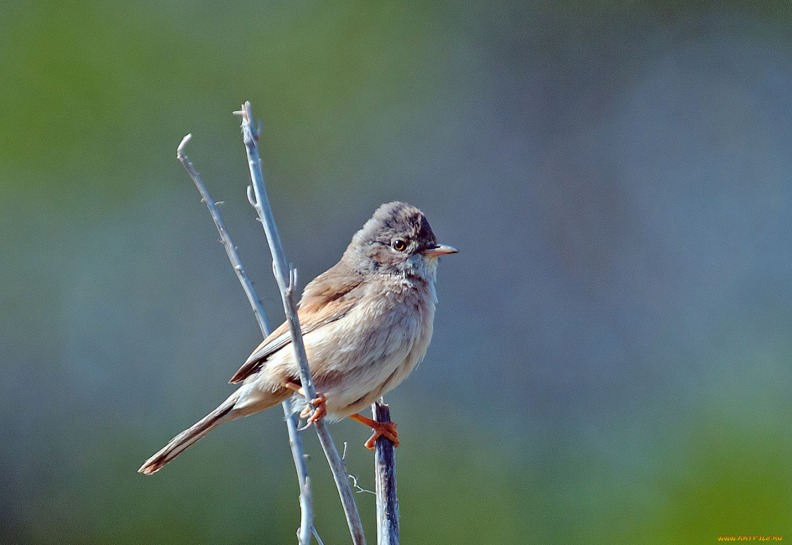 животные, воробьи, воробей
