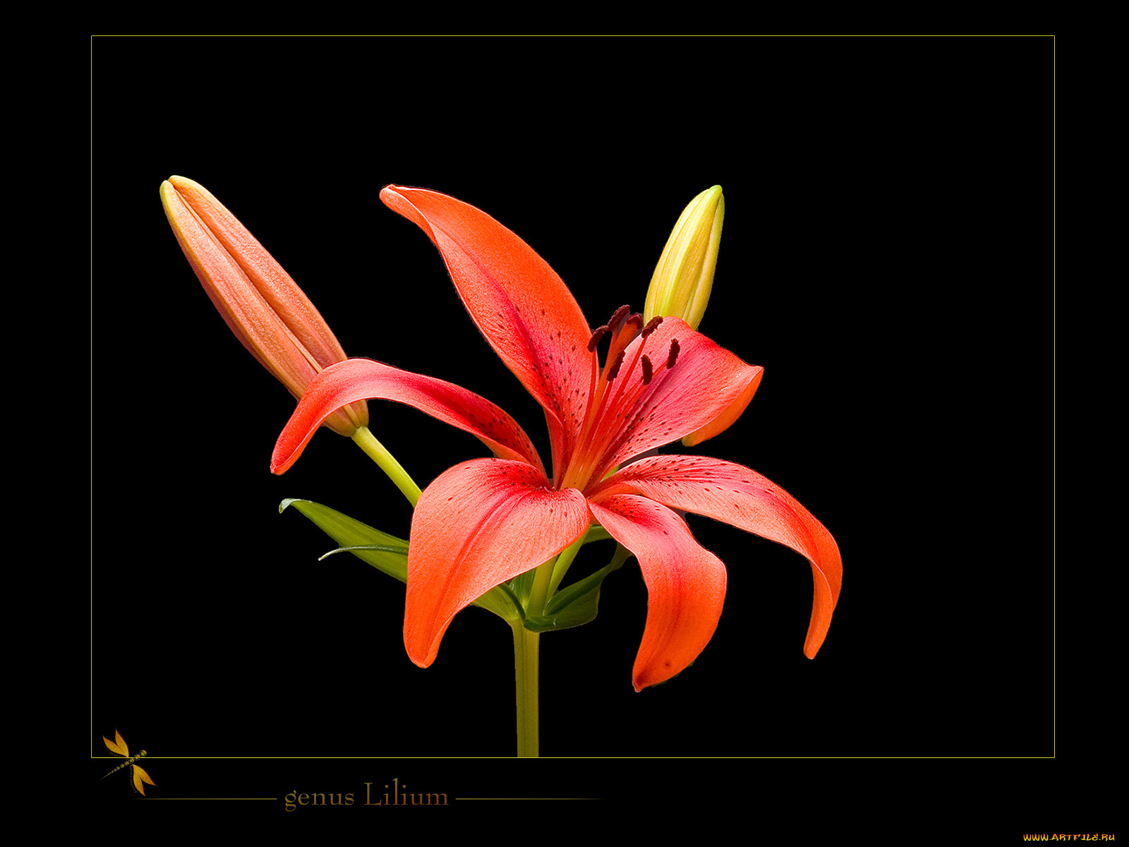 цветы, лилии, лилейники, лилия