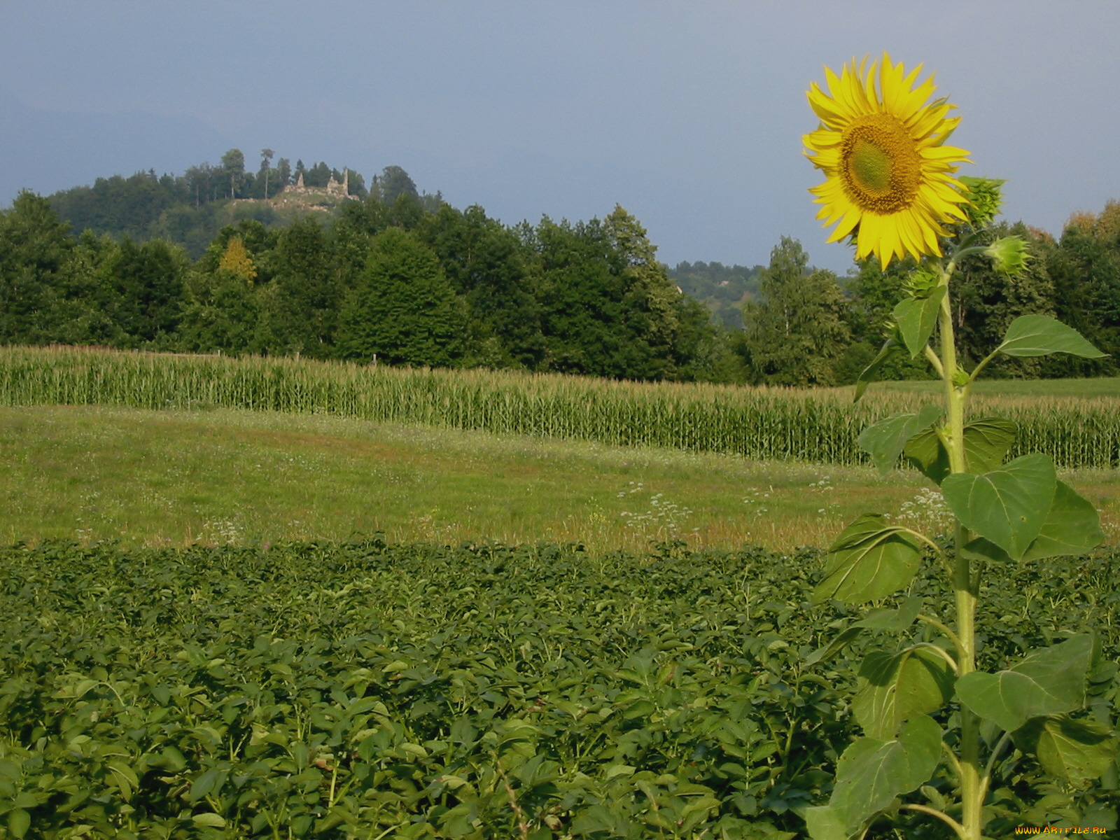 цветы, подсолнухи, подсолнух