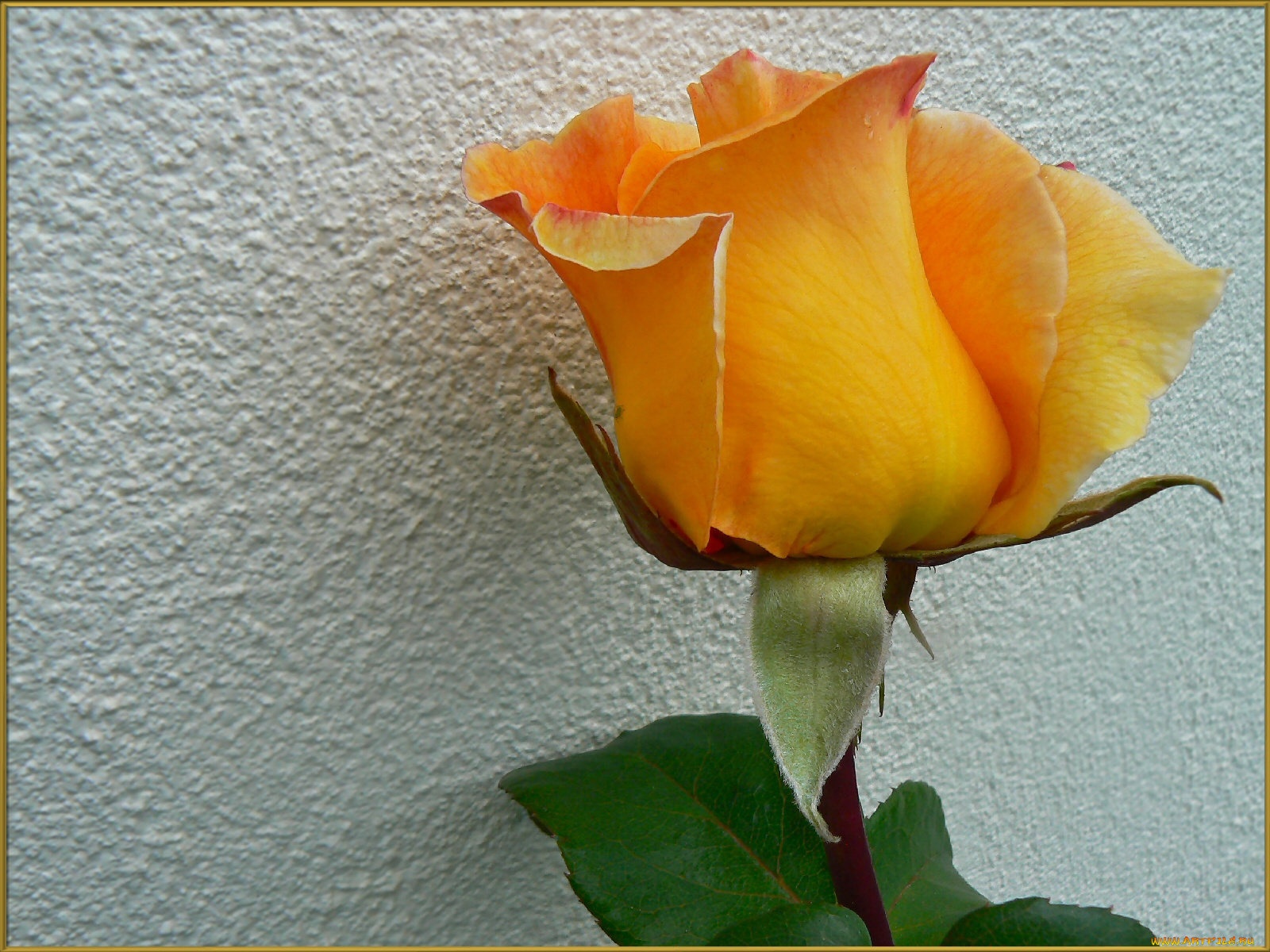 цветы, розы, роза