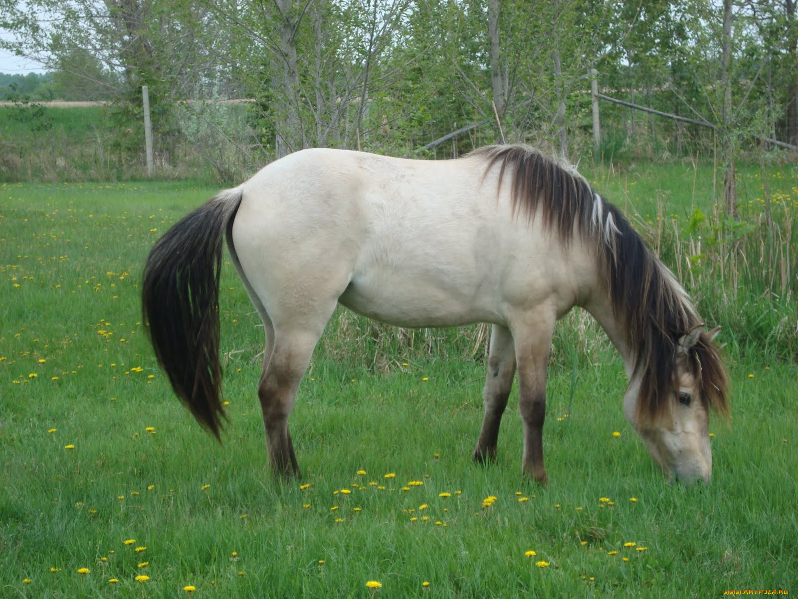 животные, лошади, лошадь