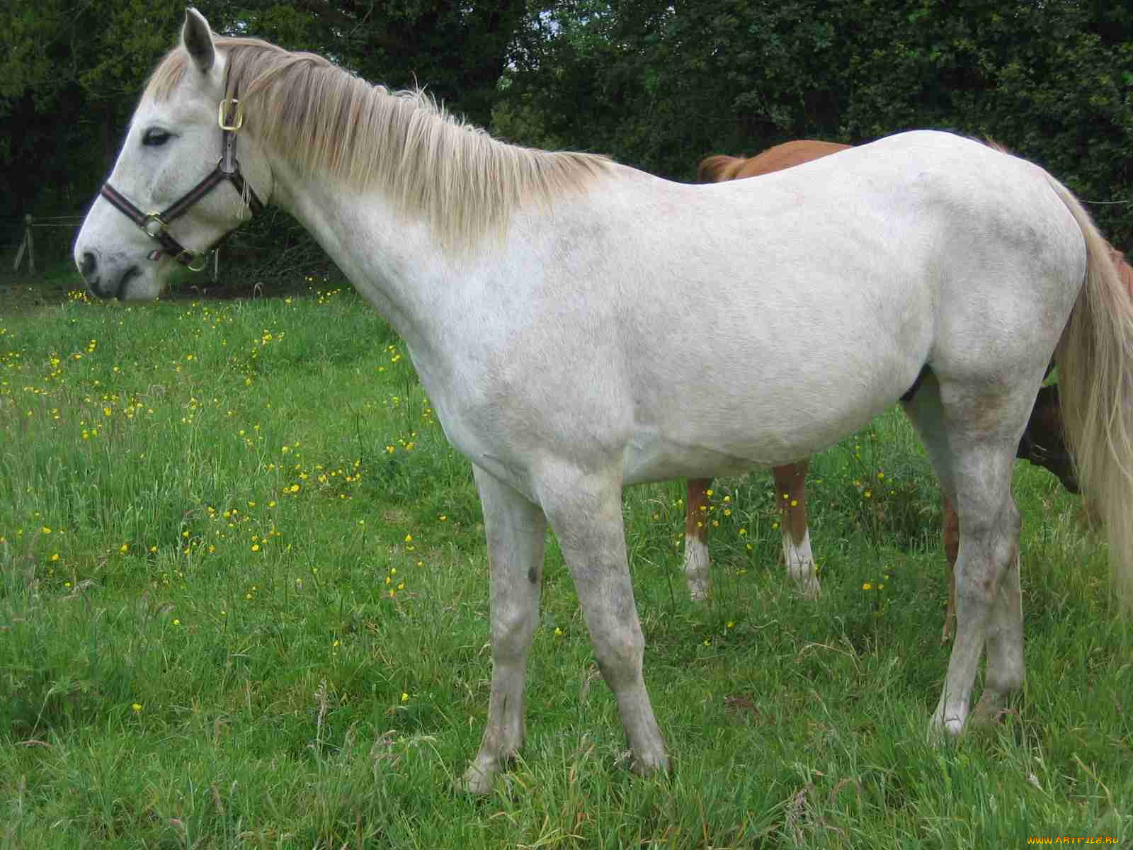 животные, лошади, лошадь