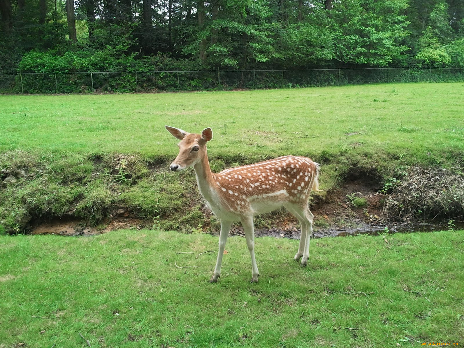 животные, олени, олень