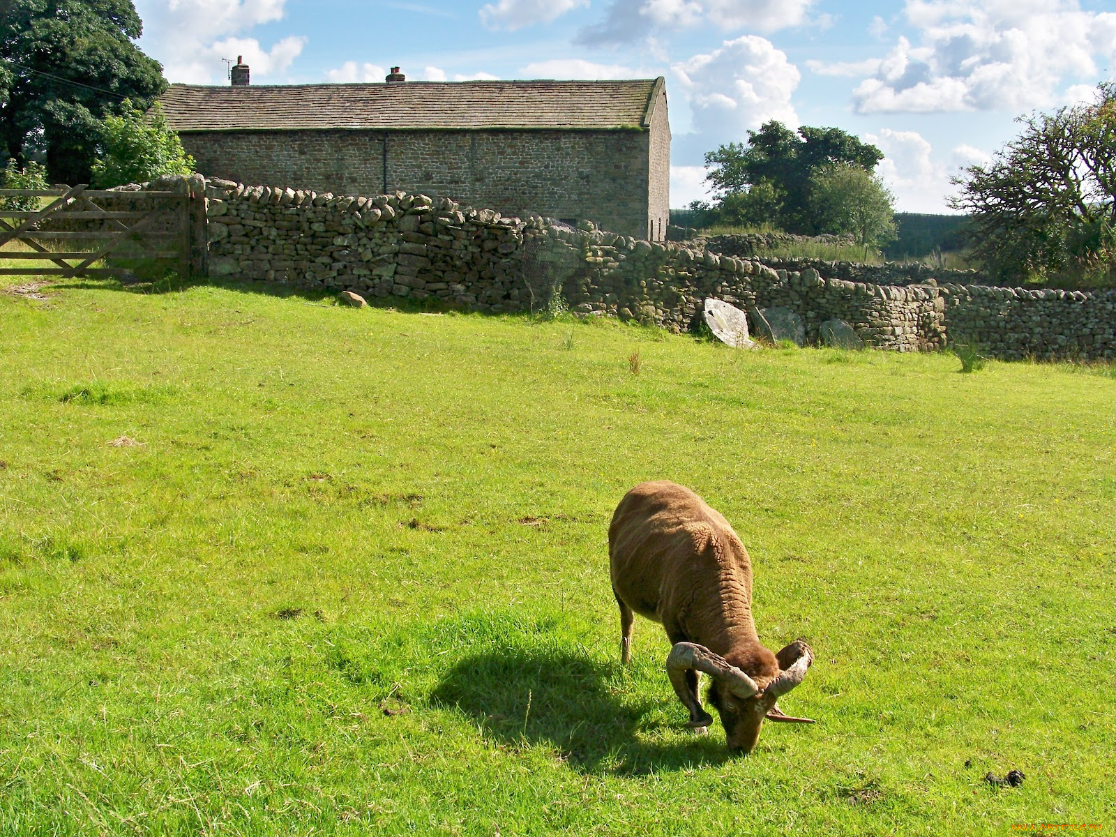 животные, овцы, бараны, баран