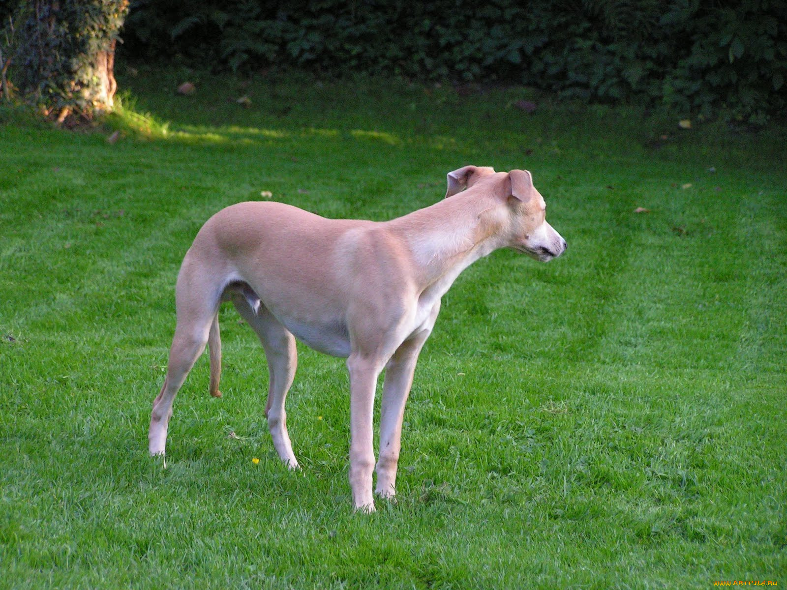 животные, собаки, собака