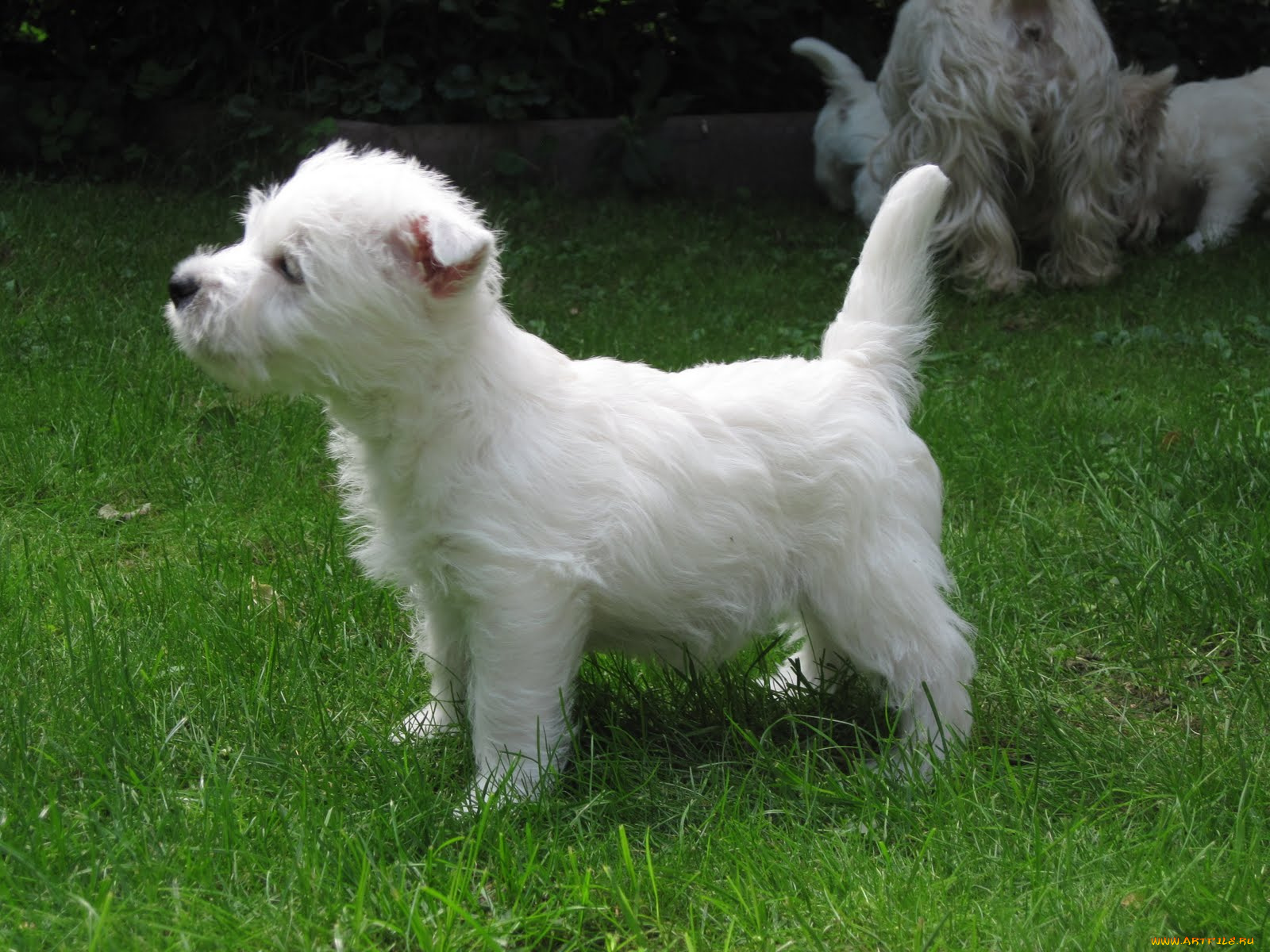 животные, собаки, собака