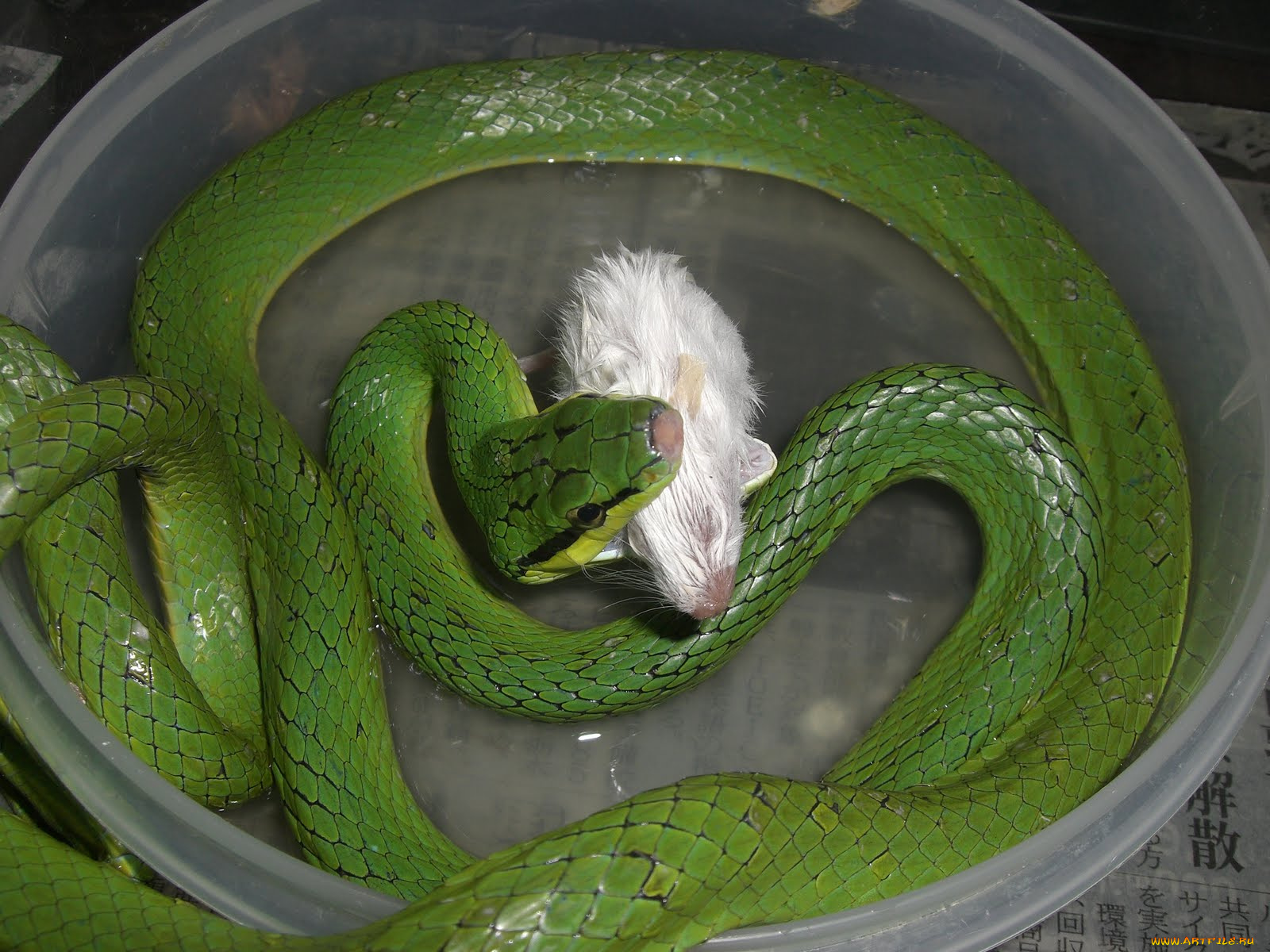 животные, змеи, питоны, кобры, змея