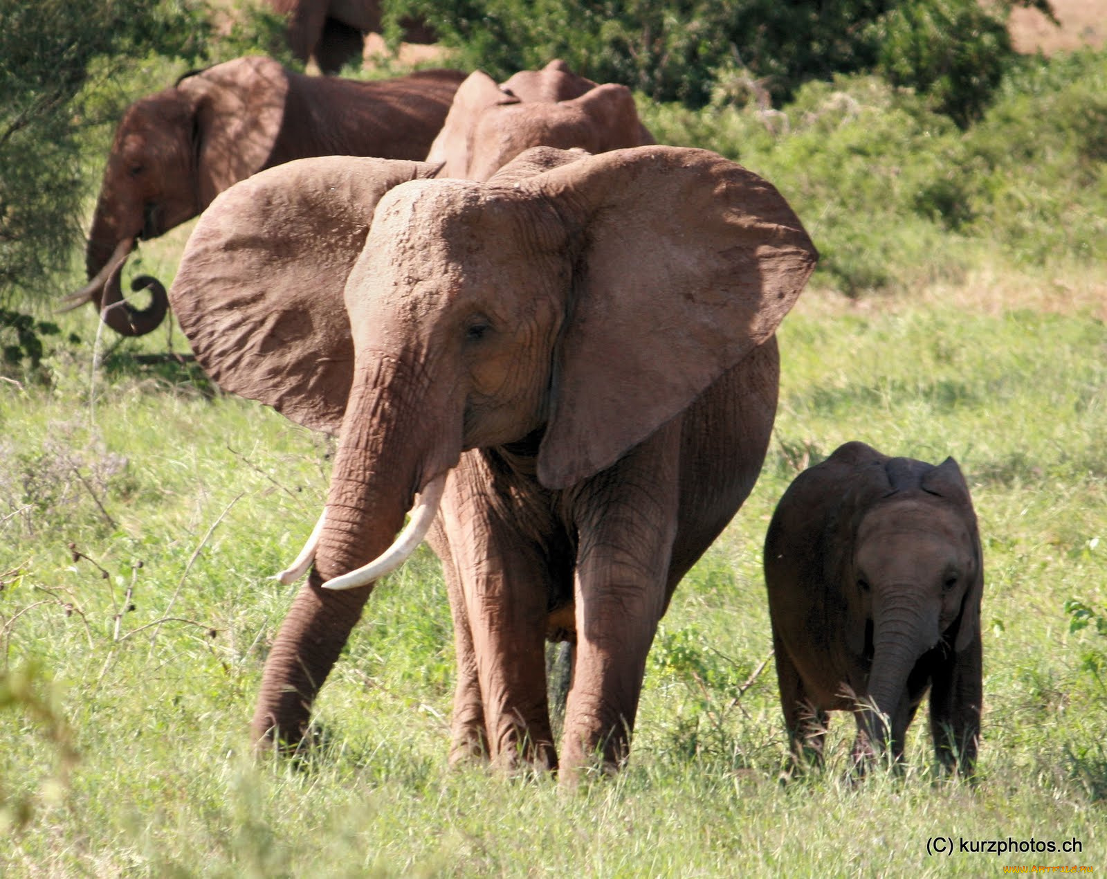 животные, слоны, слон