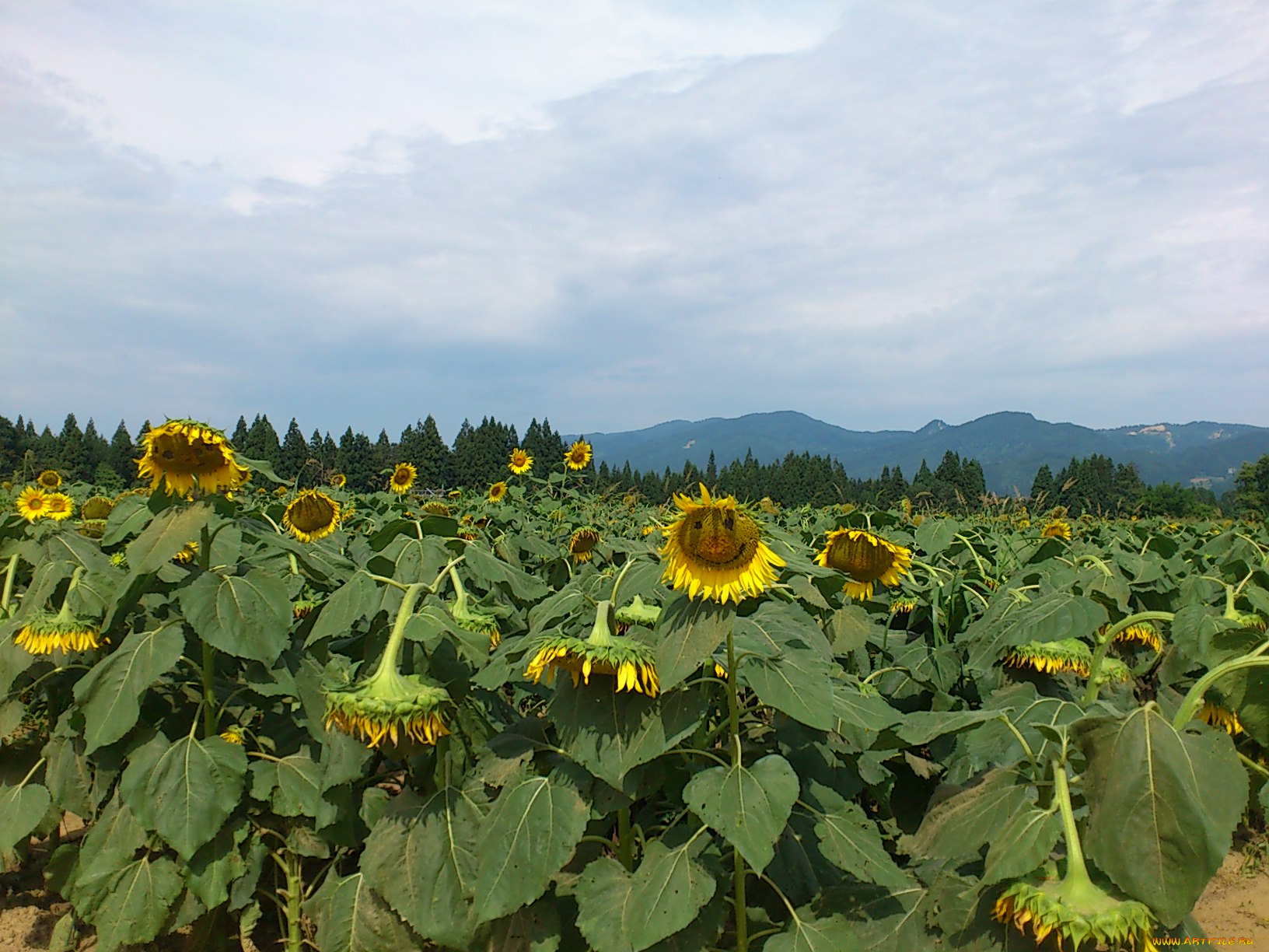 цветы, подсолнухи