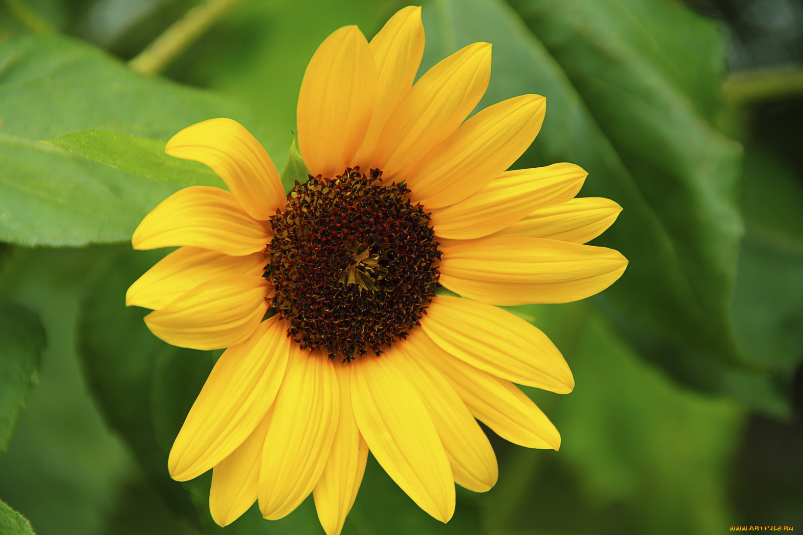 цветы, подсолнухи, подсолнух