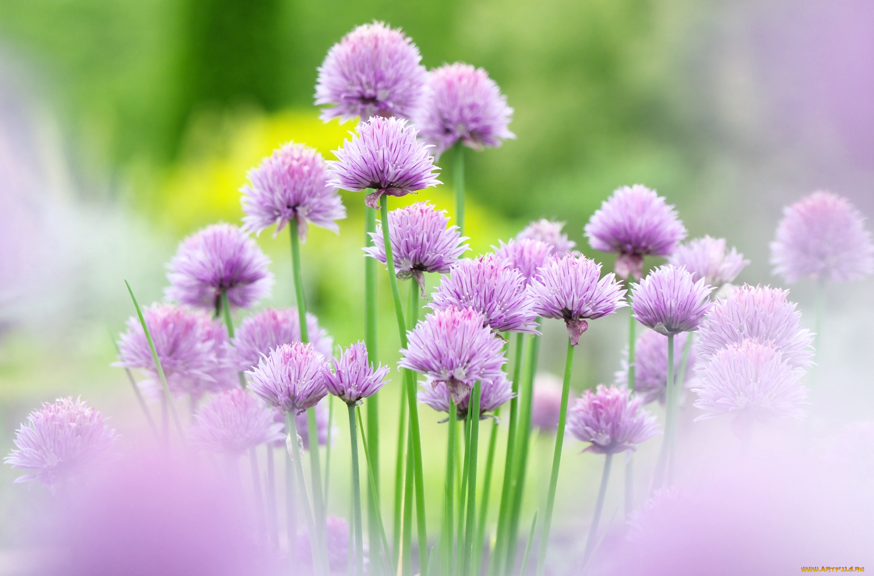 цветы, аллиум, декоративный, лук, сиреневый