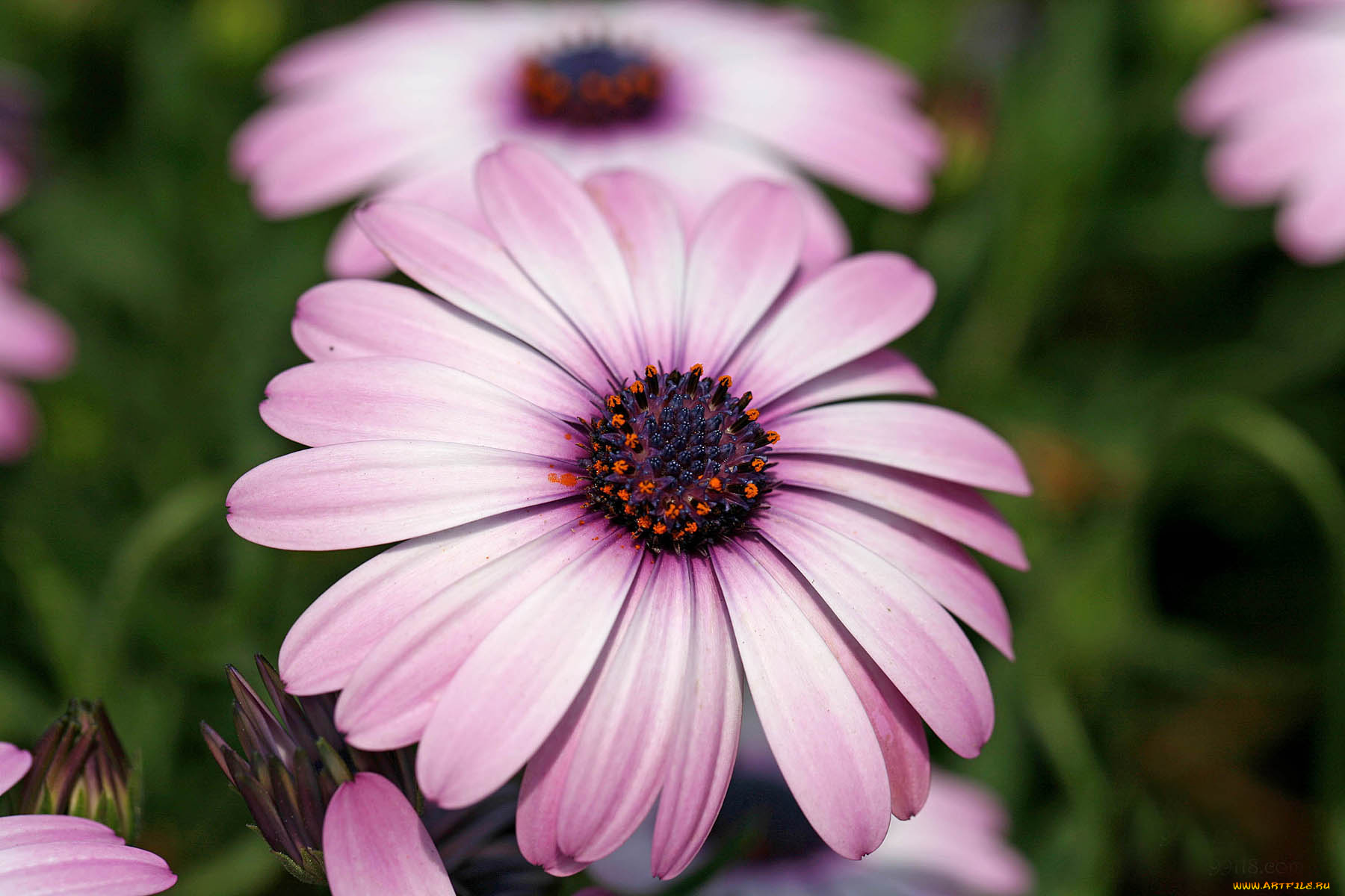 цветы, диморфотеки