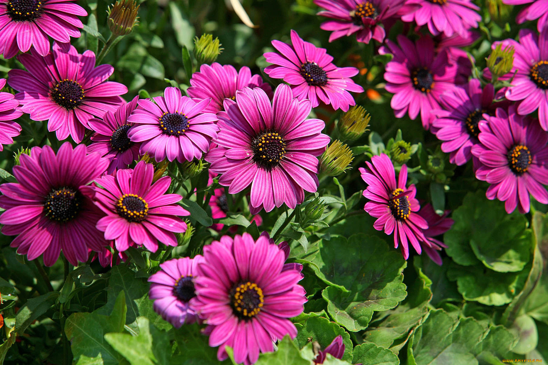 цветы, диморфотеки