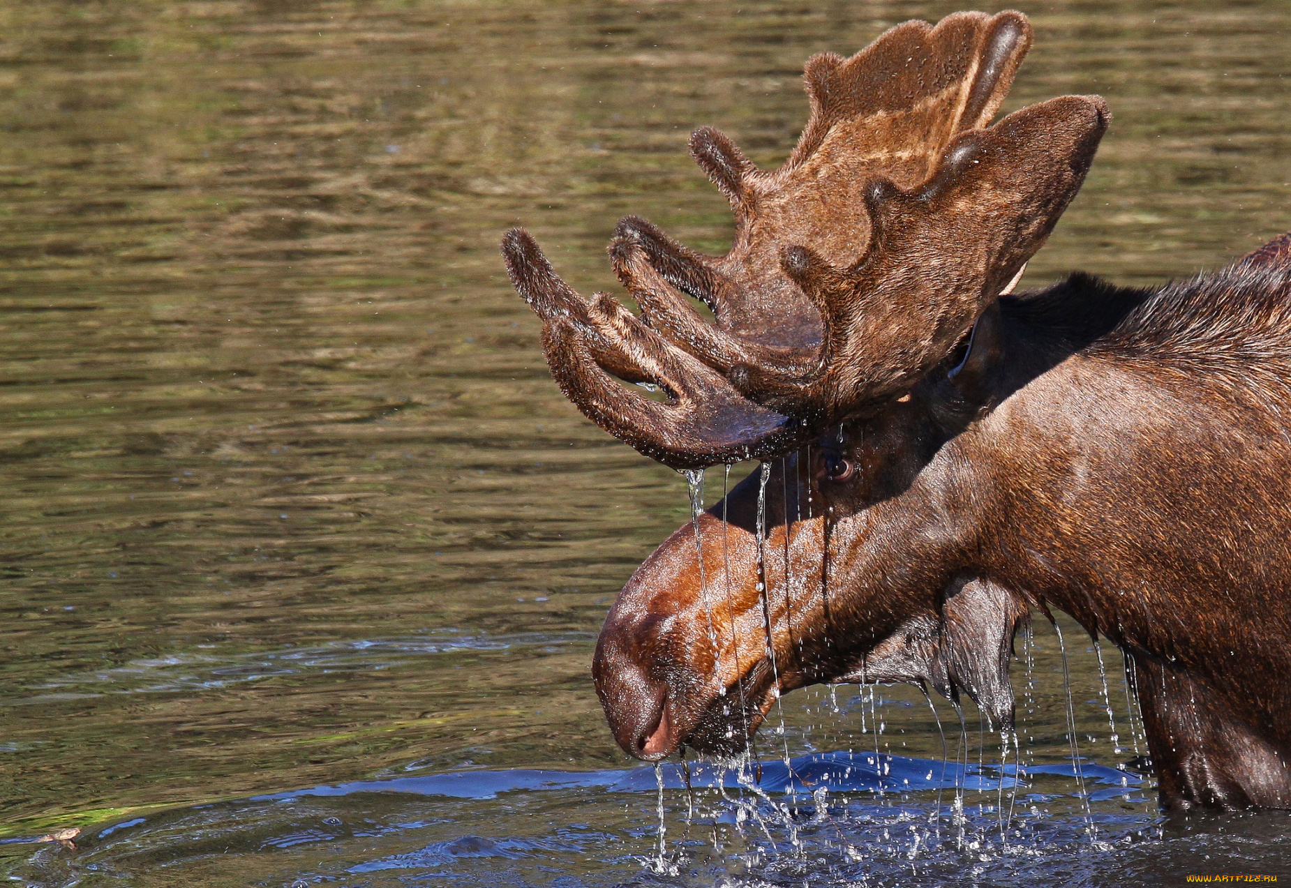 животные, лоси, рога, водопой