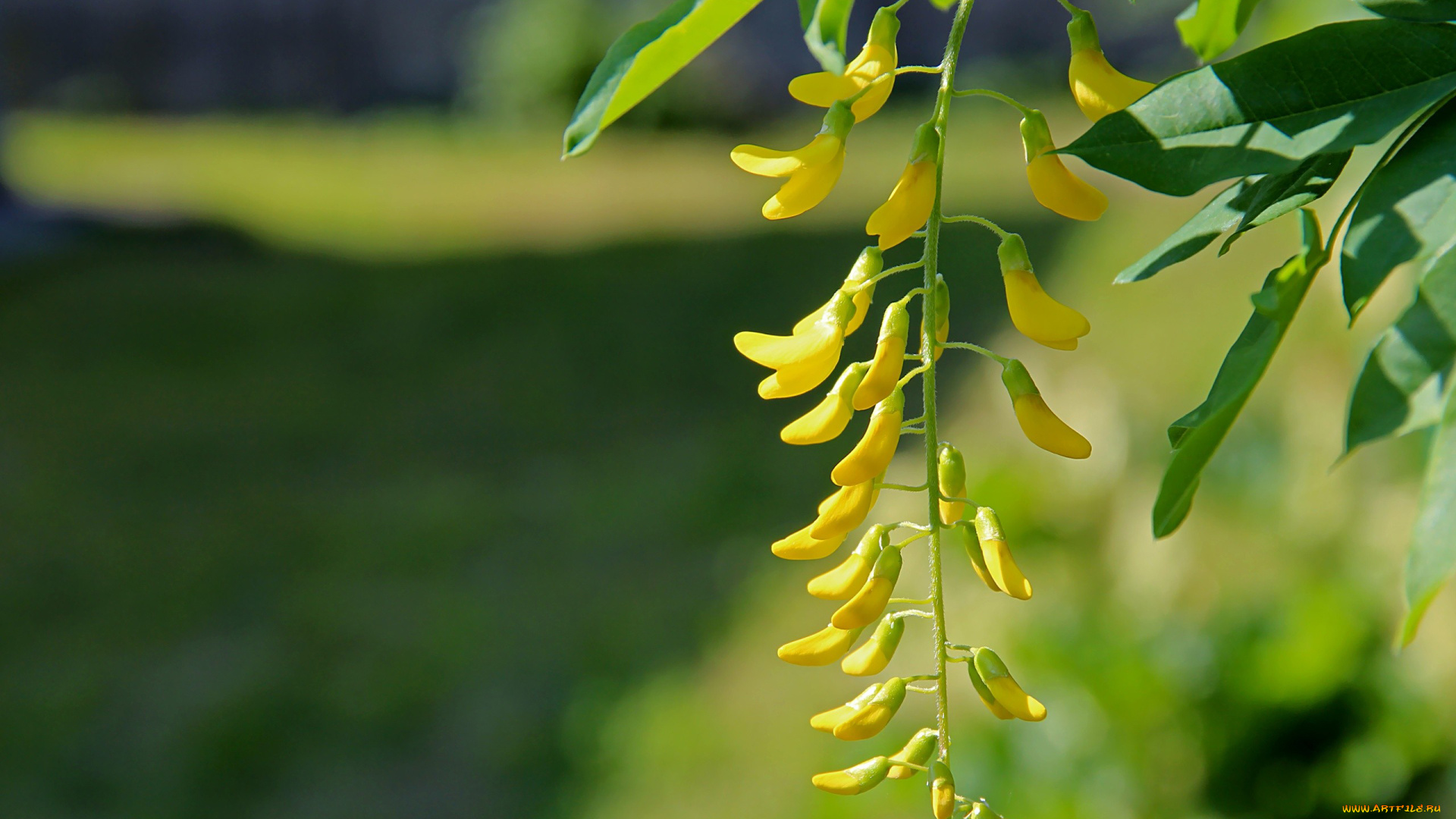 автор, thean, цветы, глициния, желтый