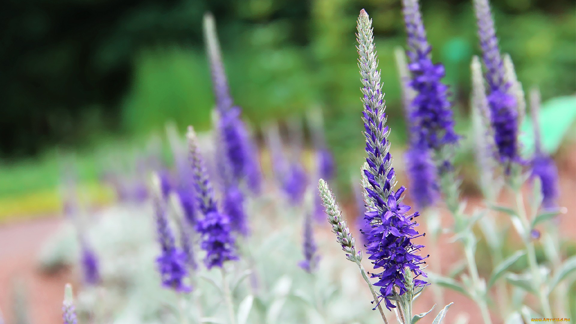 автор, thean, цветы, немофилы, вероники, синий